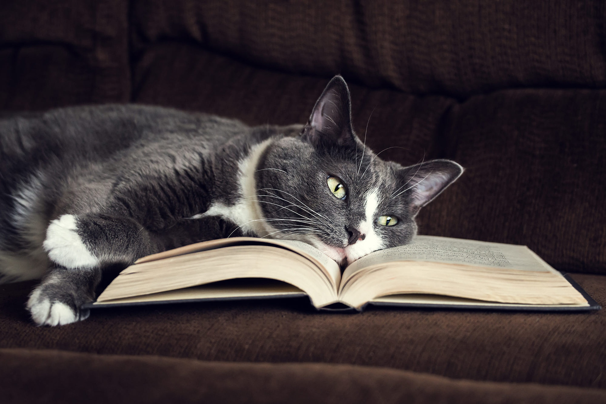 Reading Cats