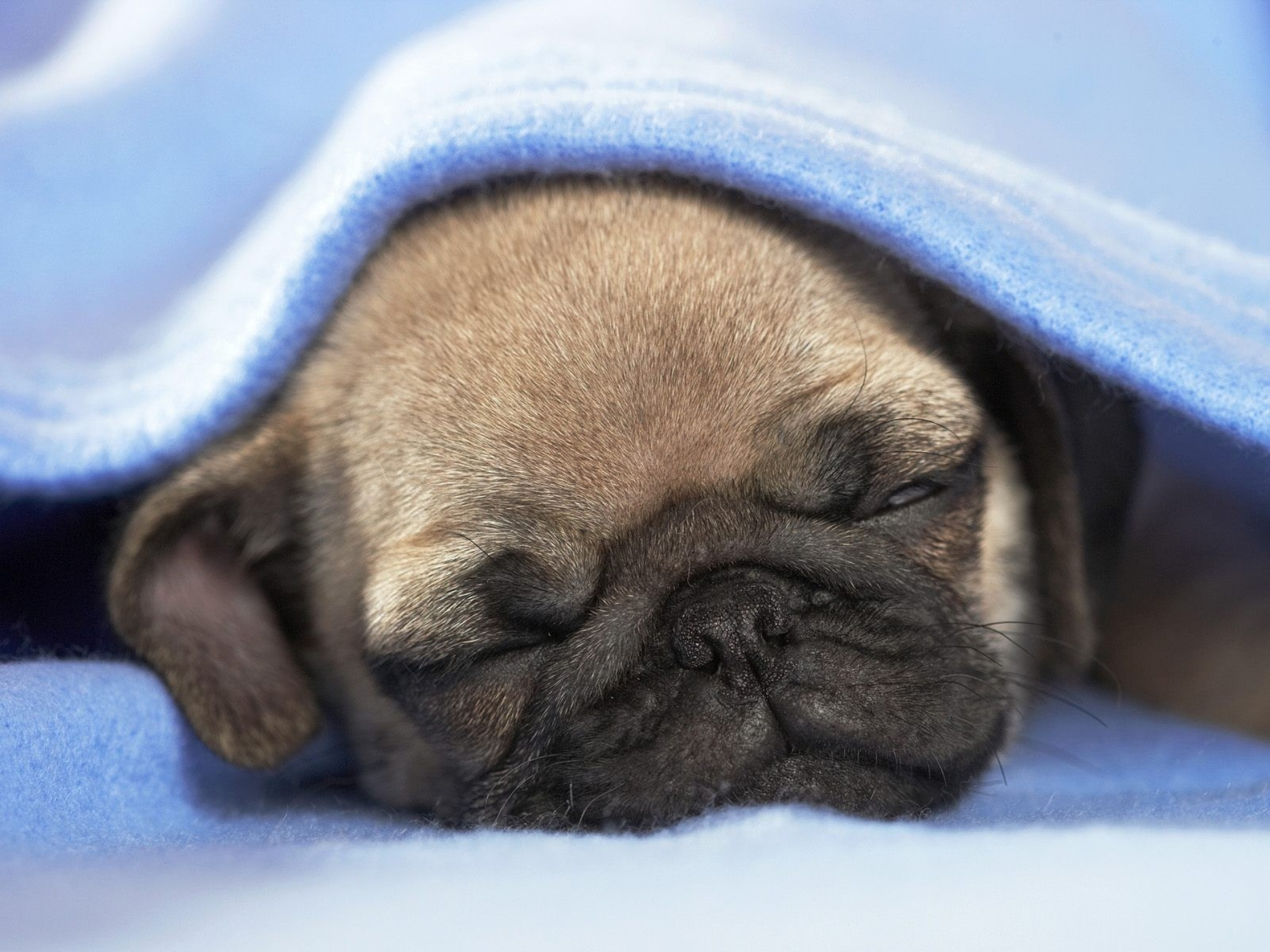2560x1920 100+ Pug HD Wallpapers and Backgrounds