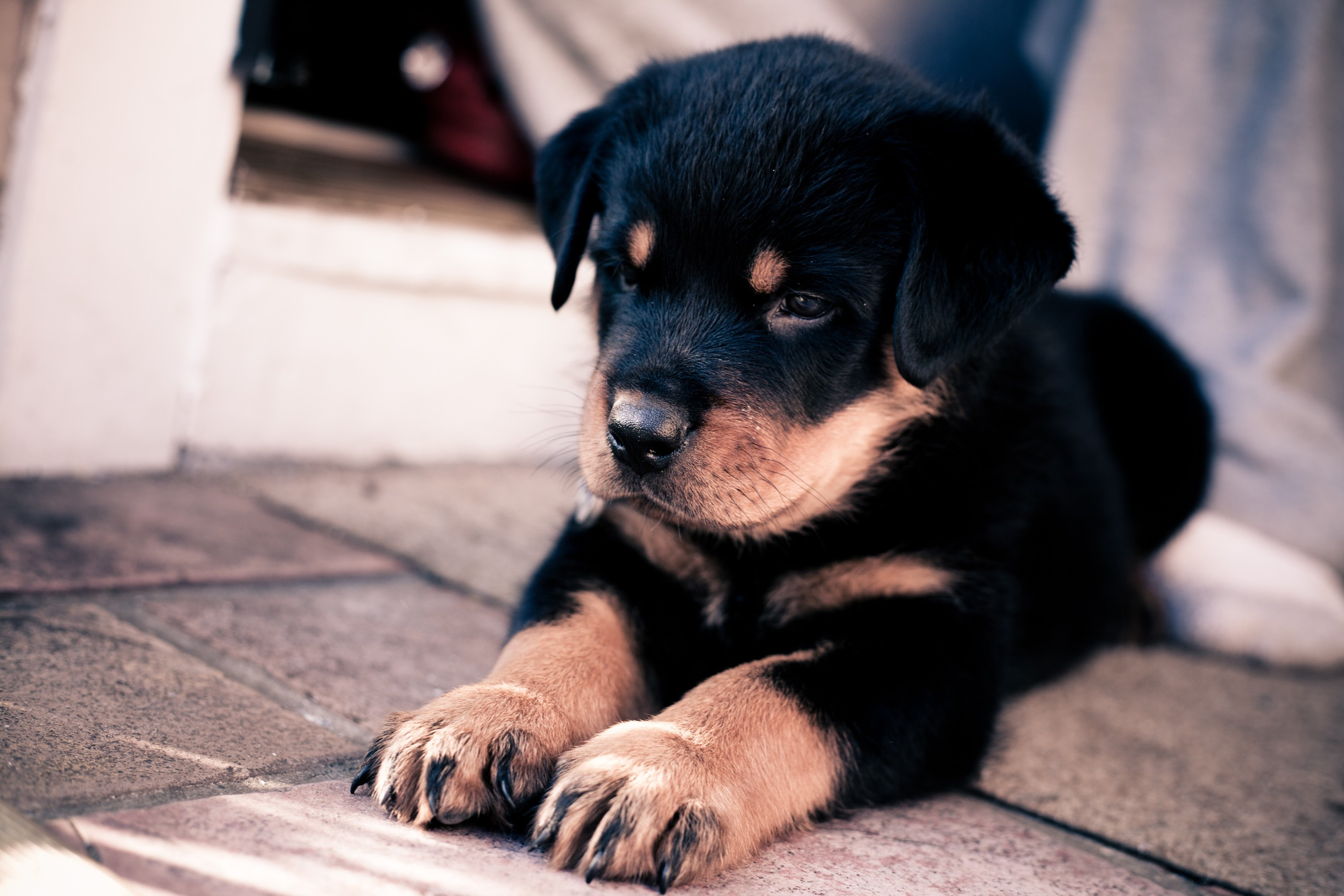 2800x1867 dog, Animals, Rottweiler, Puppies Wallpapers HD / Desktop and Mobile Backgrounds