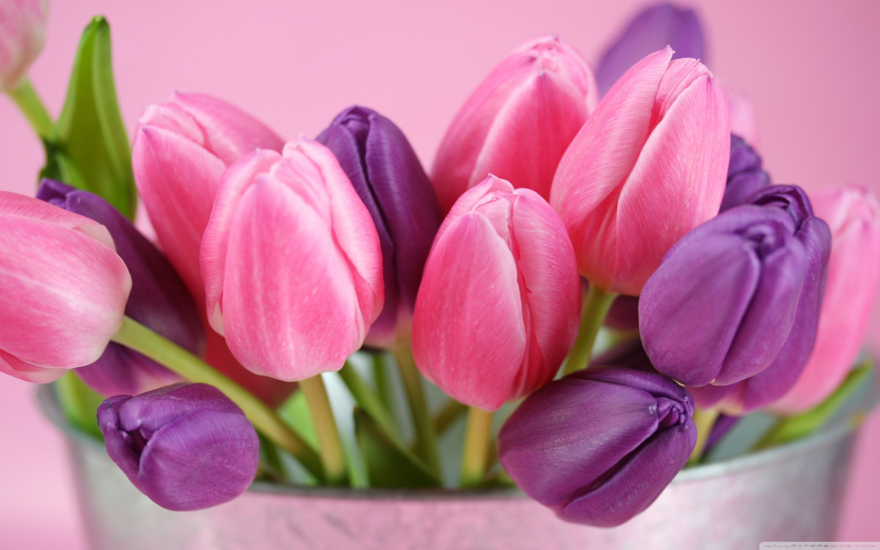 2880x1800 Tulips PC Wallpapers Top Free Tulips PC Backgrounds