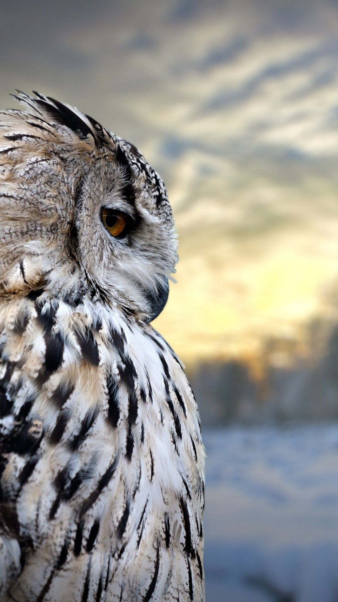 1080x1920 Owl iPhone Wallpapers Top Free Owl iPhone Backgrounds | Owl wallpaper, Pet birds, Cute owls wallpaper