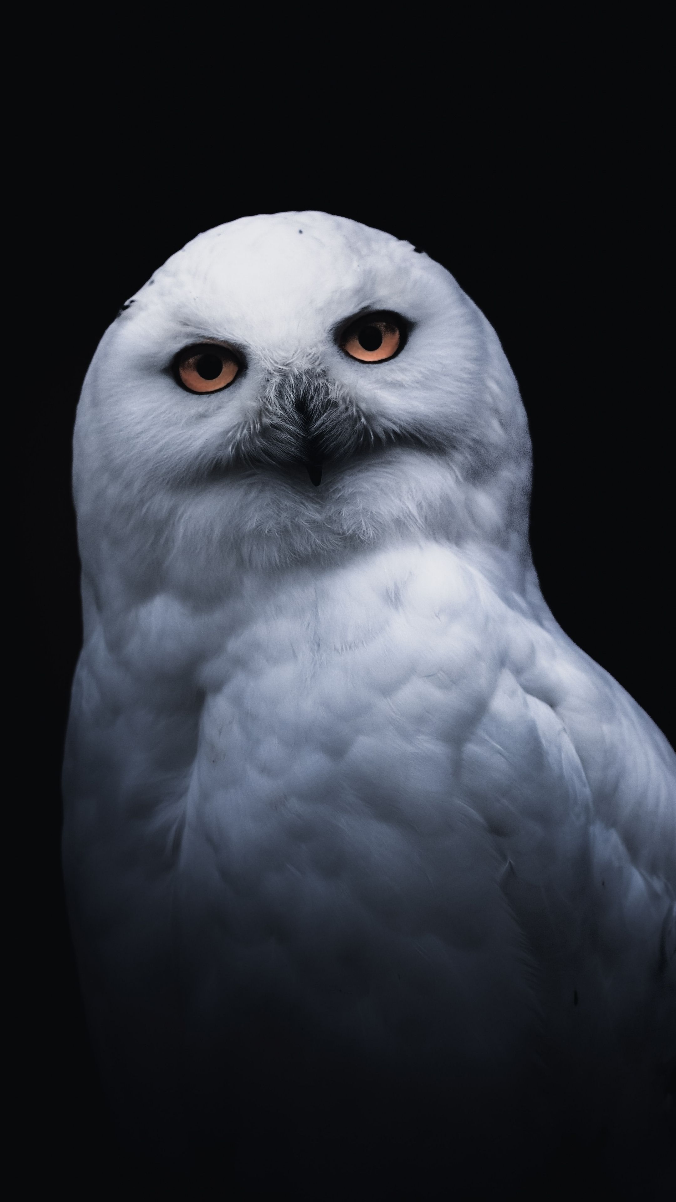 2160x3840 White owl, portrait wallpaper | White owl, Owl wallpaper, Owl