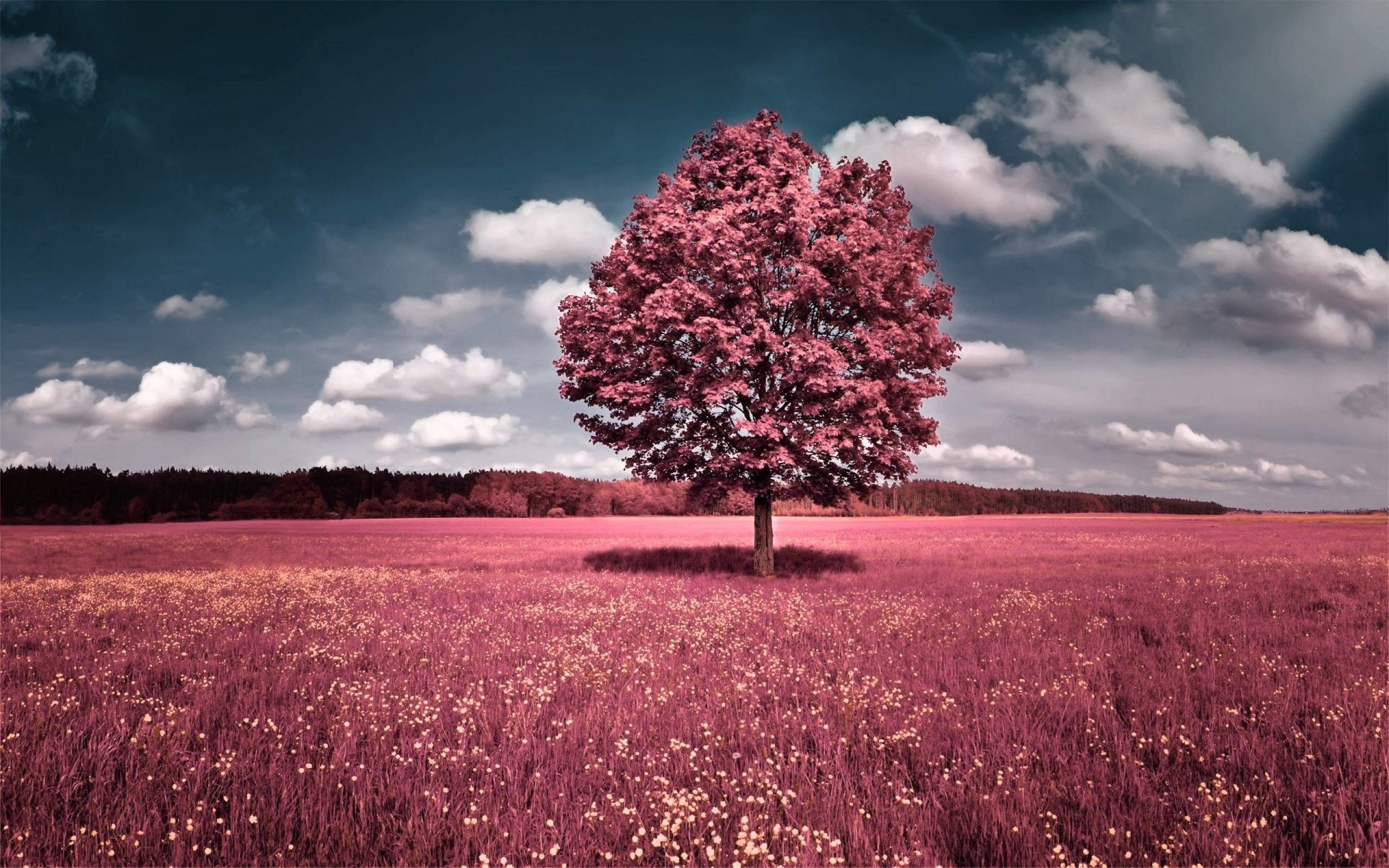 2560x1600 Pink Trees Wallpapers Top Free Pink Trees Backgrounds