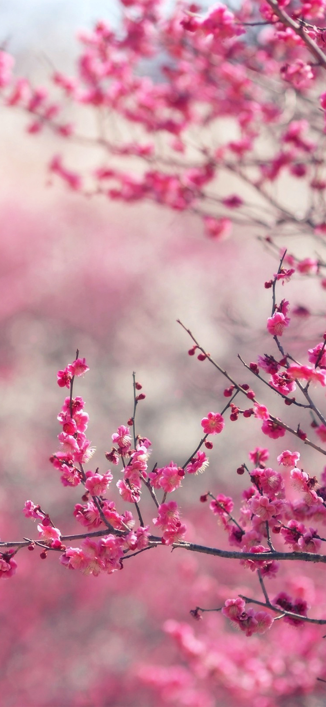 1125x2436 | iPhone X wallpaper | nf15-pink-blossom-natureflower-spring-love