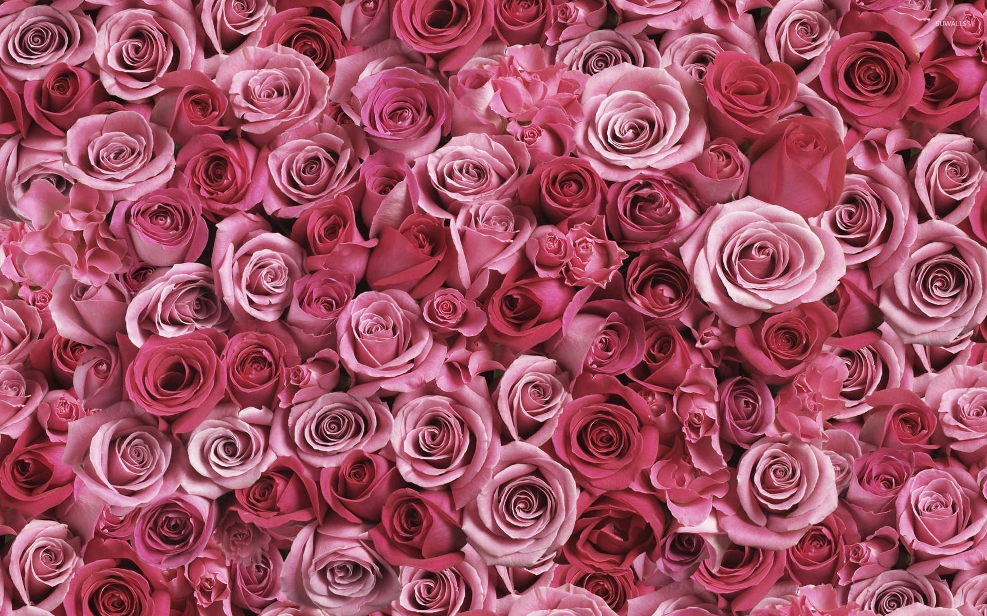 1920x1200 Pink Rose Desktop Wallpapers
