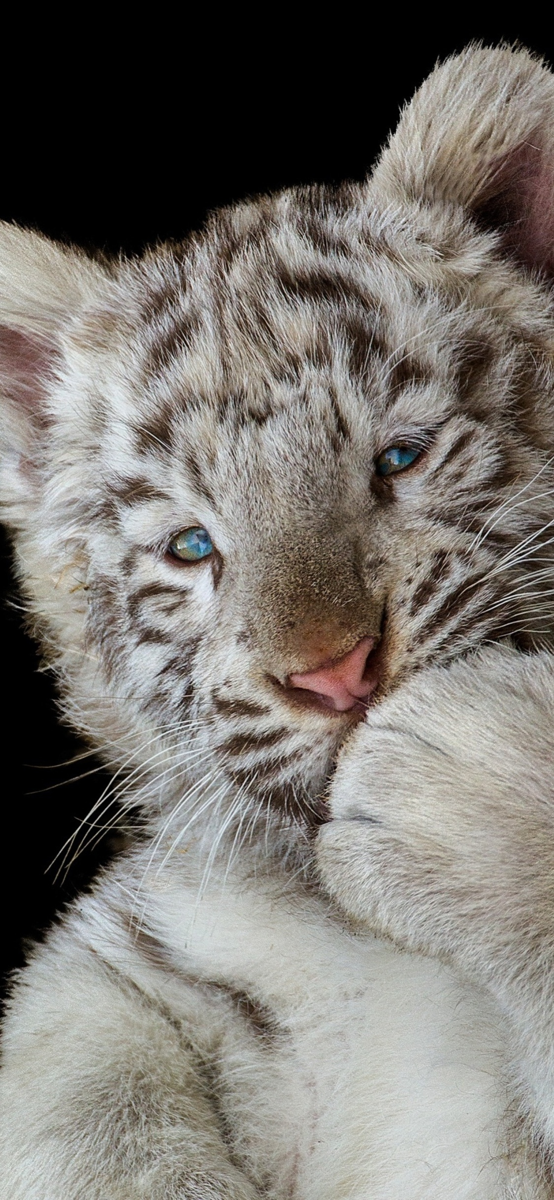 1125x2436 Cute White Tiger Cub Iphone XS,Iphone 10,Iphone X HD 4k Wallpapers, Images, Backgrounds, Photos and Pictures