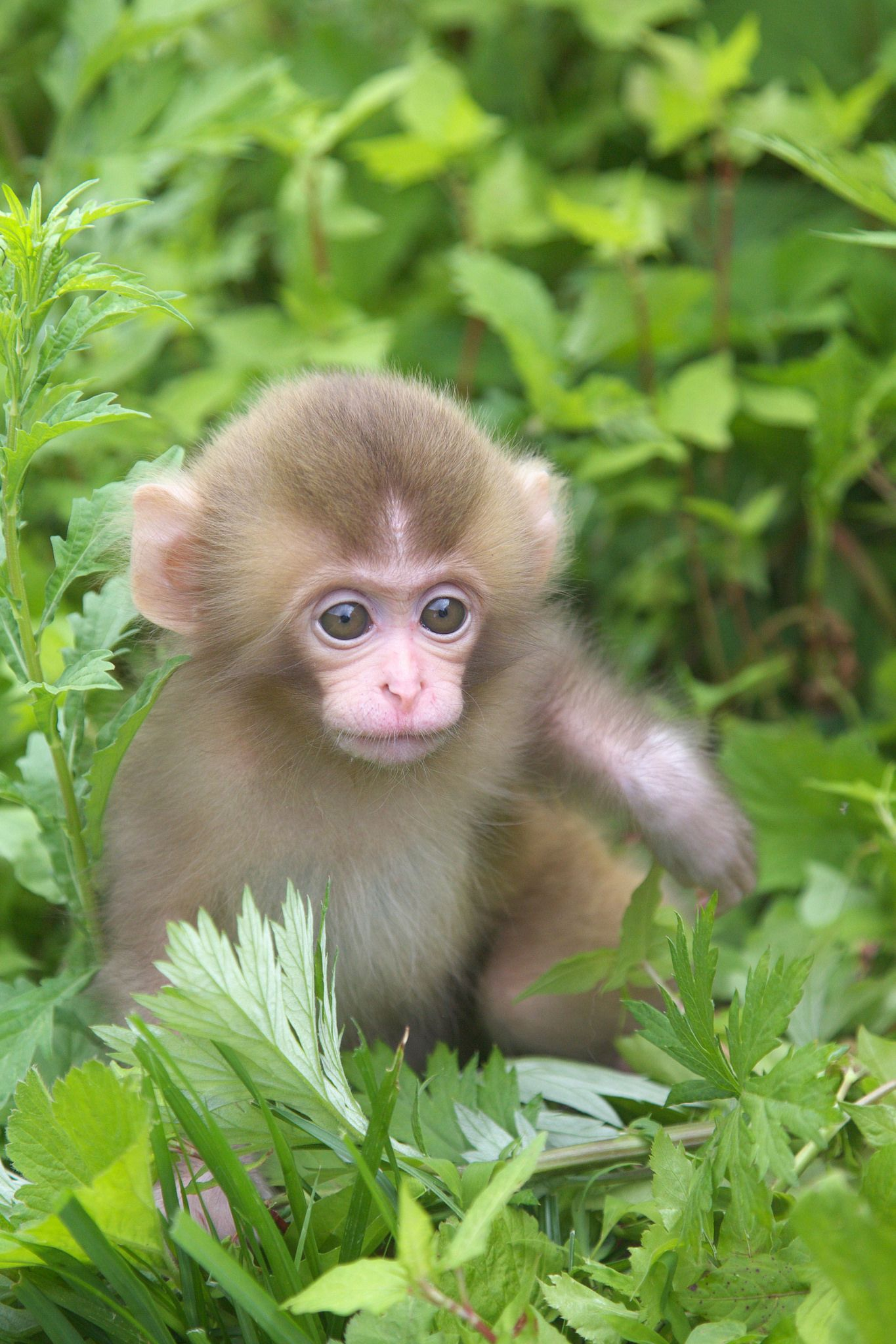 1365x2048 Pic Of Puppy Baby Monkey PeepsBurgh