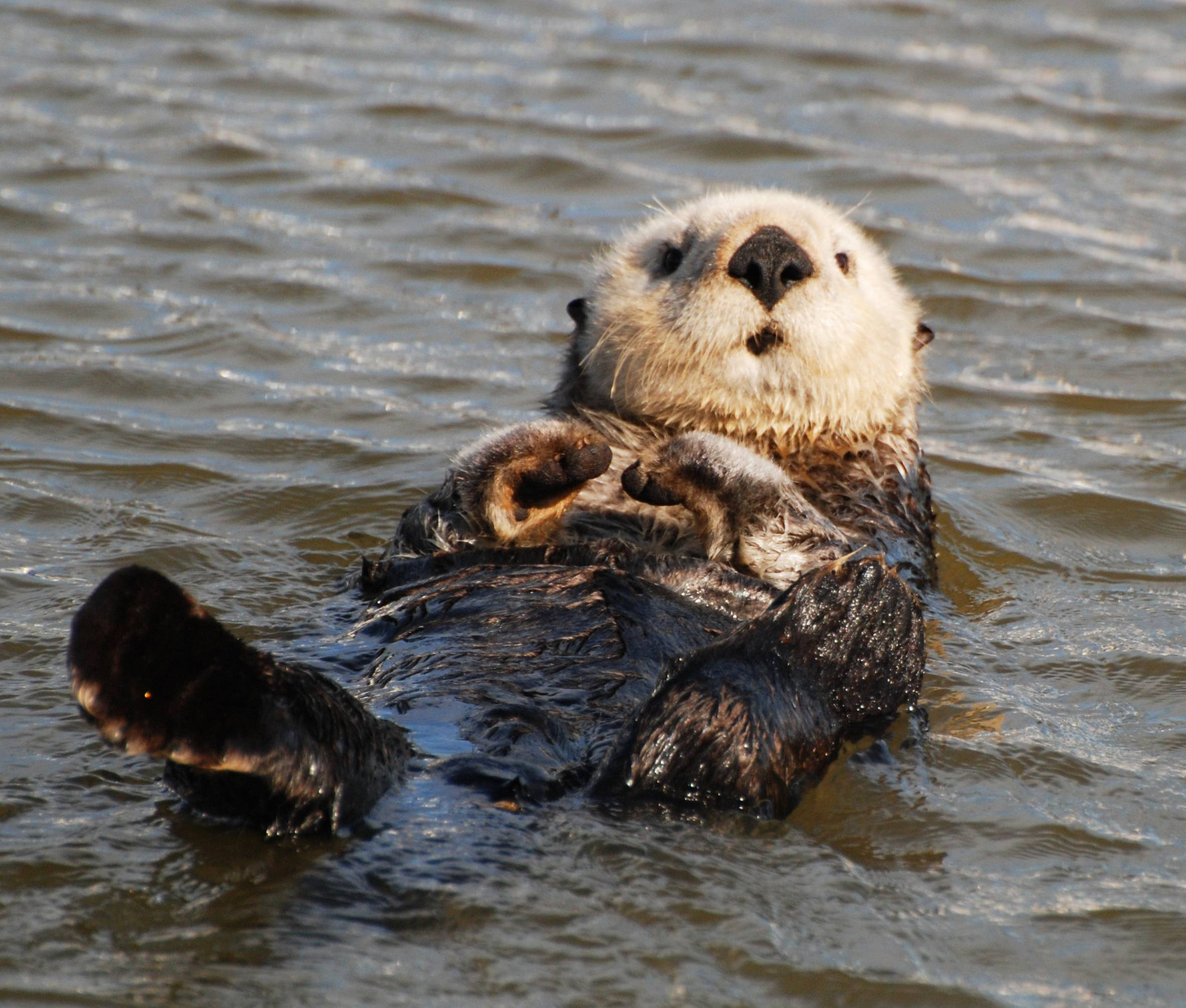 2366x2011 Sea Otter Wallpapers