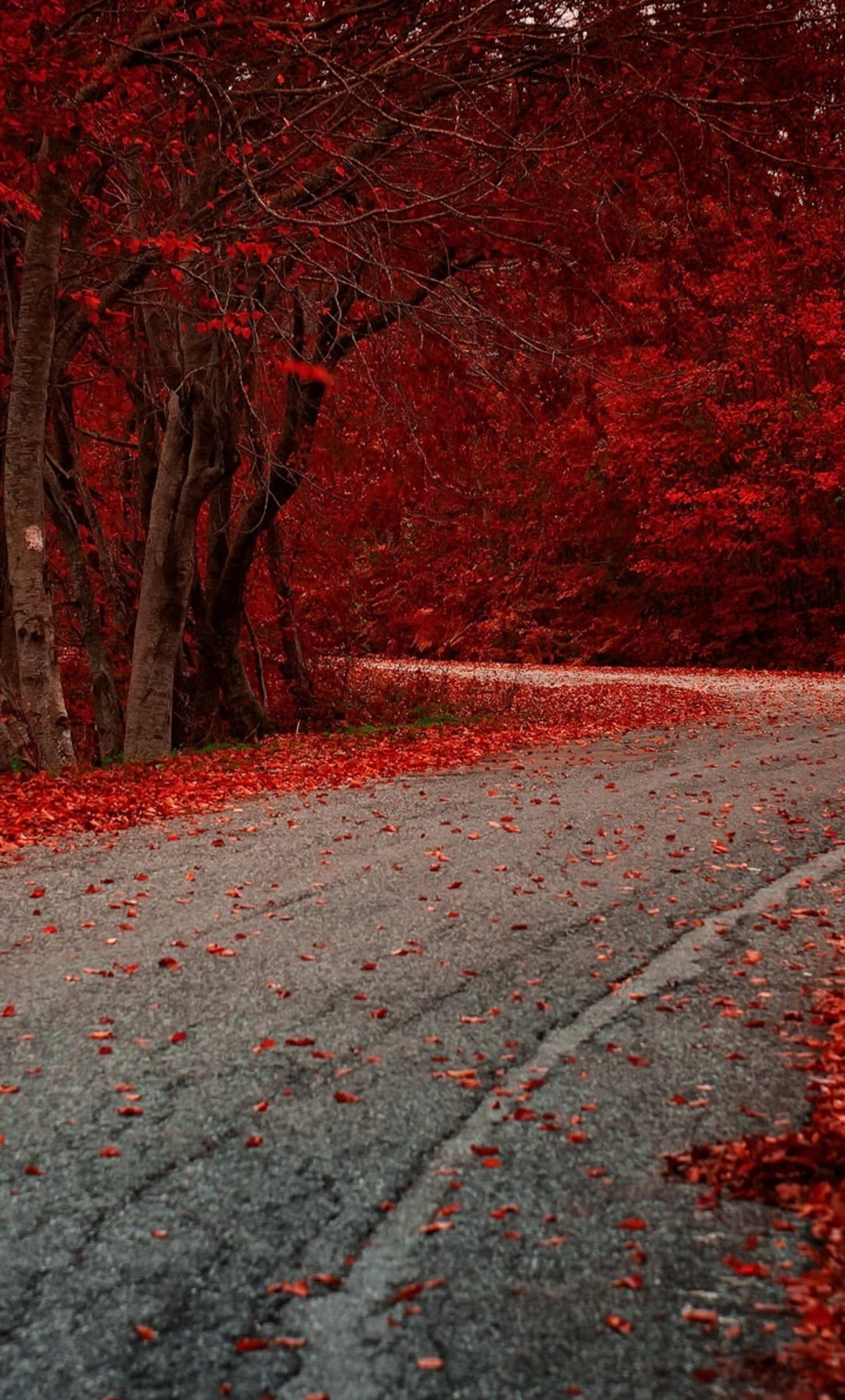 1280x2120 Red Leaves On Road Autumn Season iPhone 6+ HD 4k Wallpapers, Images, Backgrounds, Photos and Pictures