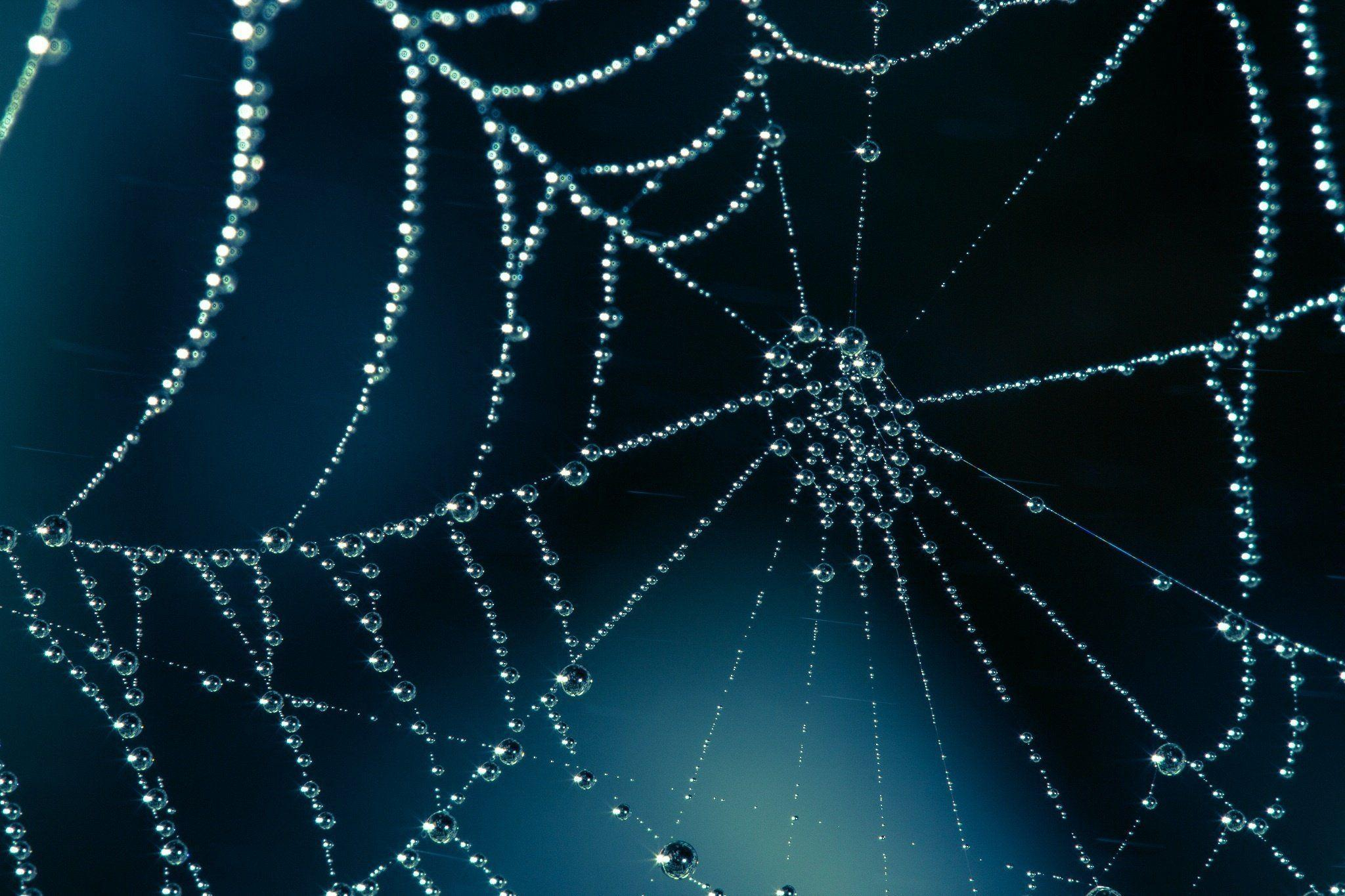 2048x1365 Spiderweb Wallpapers Top Free Spiderweb Backgrounds