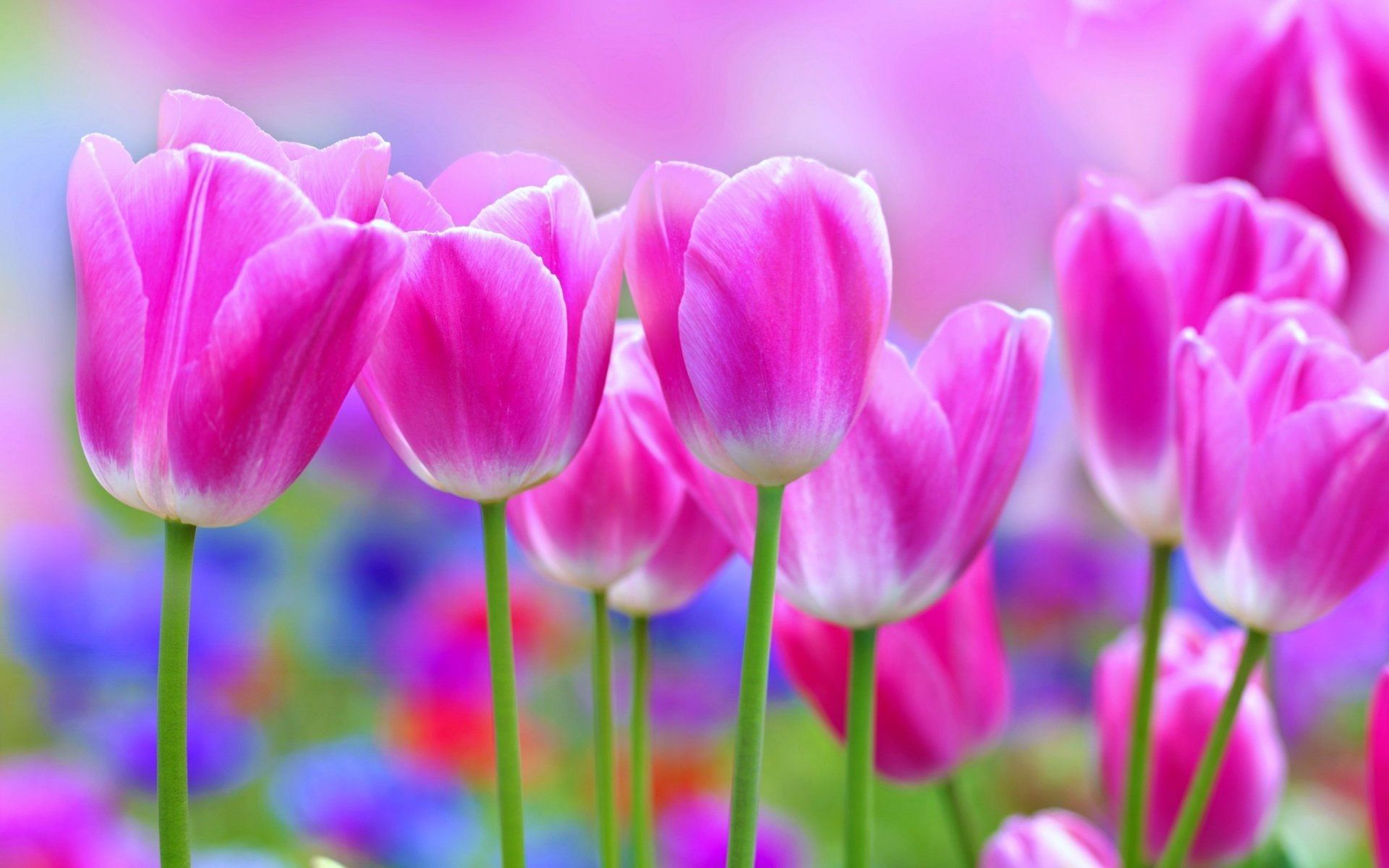 1920x1200 Pretty Flowers Wallpapers Top Free Pretty Flowers Backgrounds