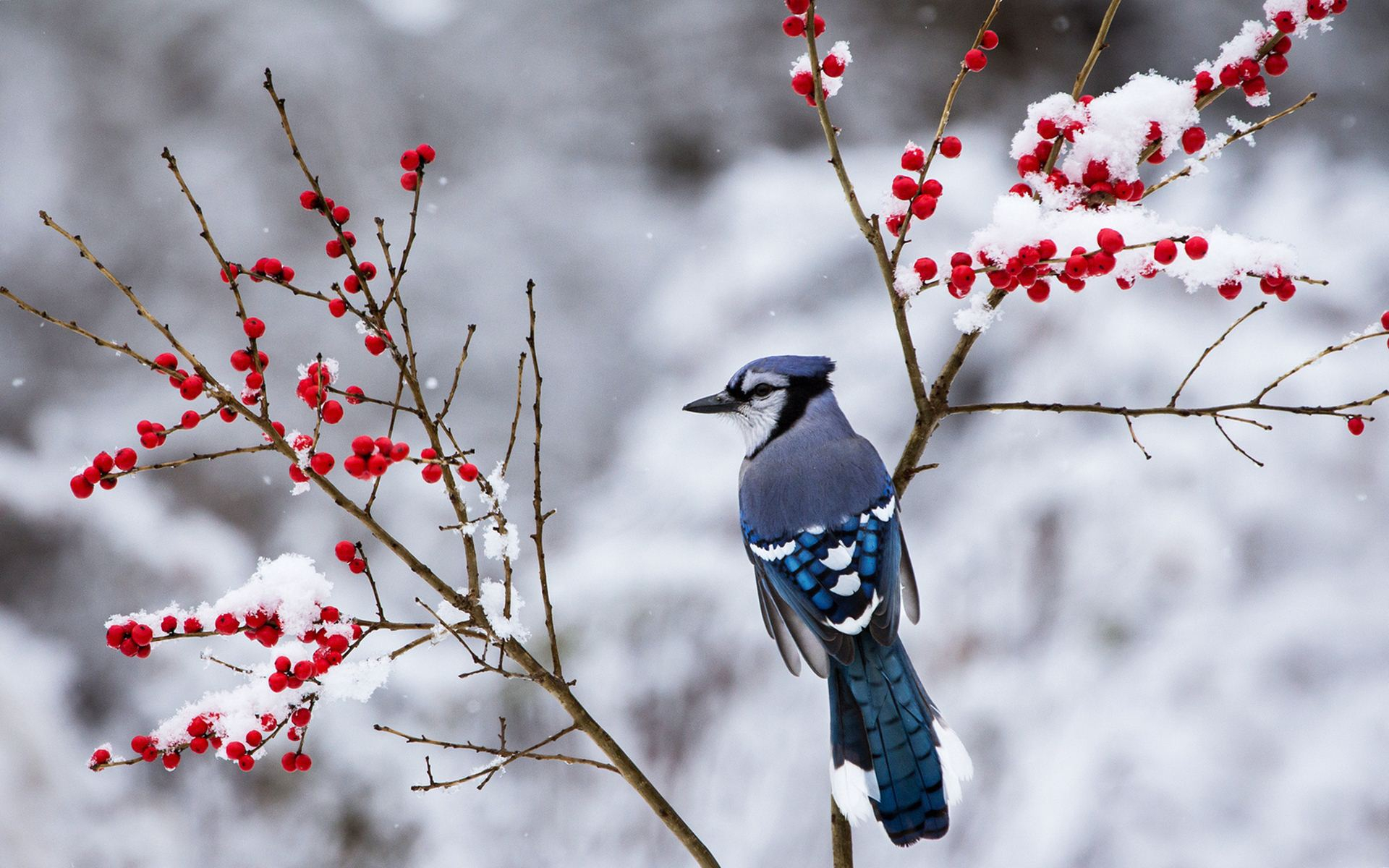 1920x1200 Birds in Snow Wallpapers Top Free Birds in Snow Backgrounds