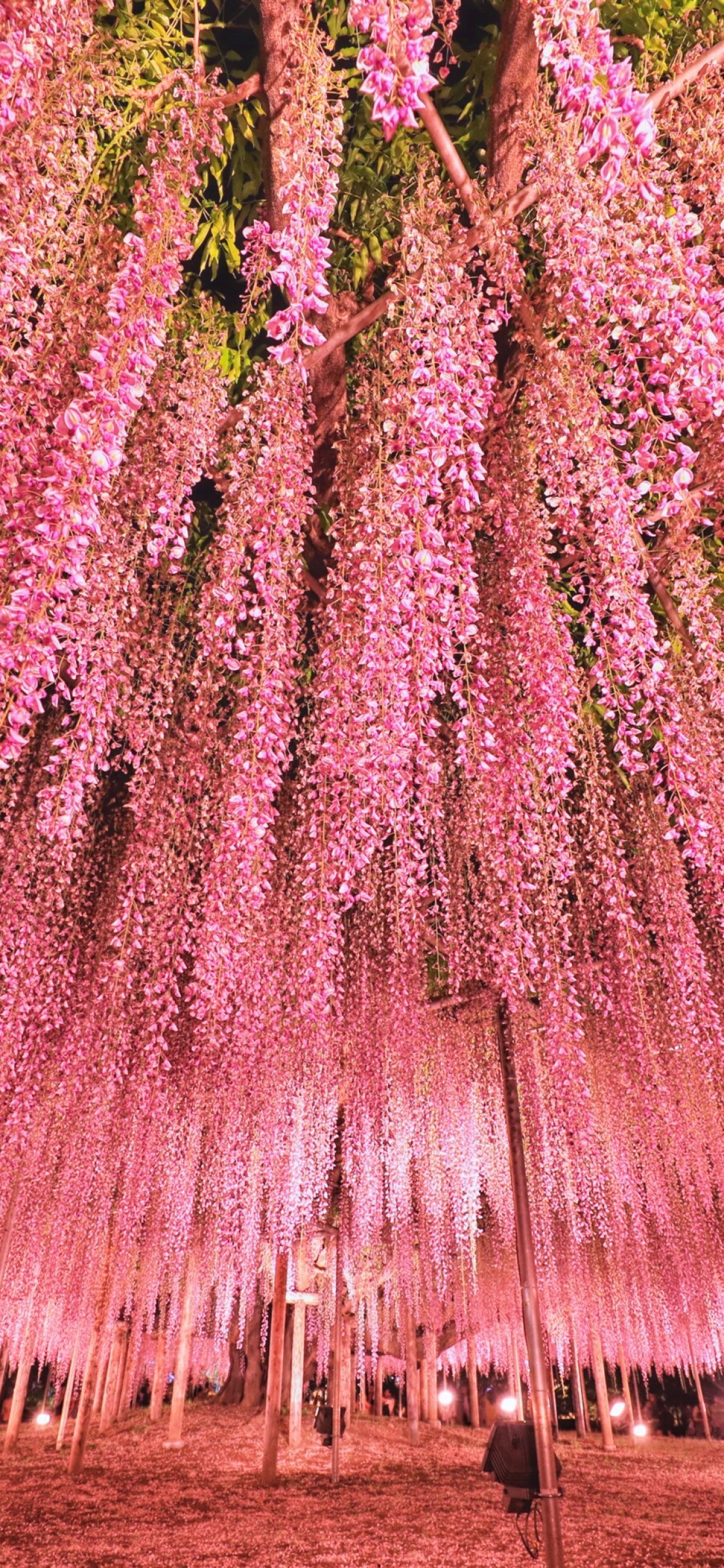 1125x2436 Pink Tree Japan Aesthetic Wallpapers