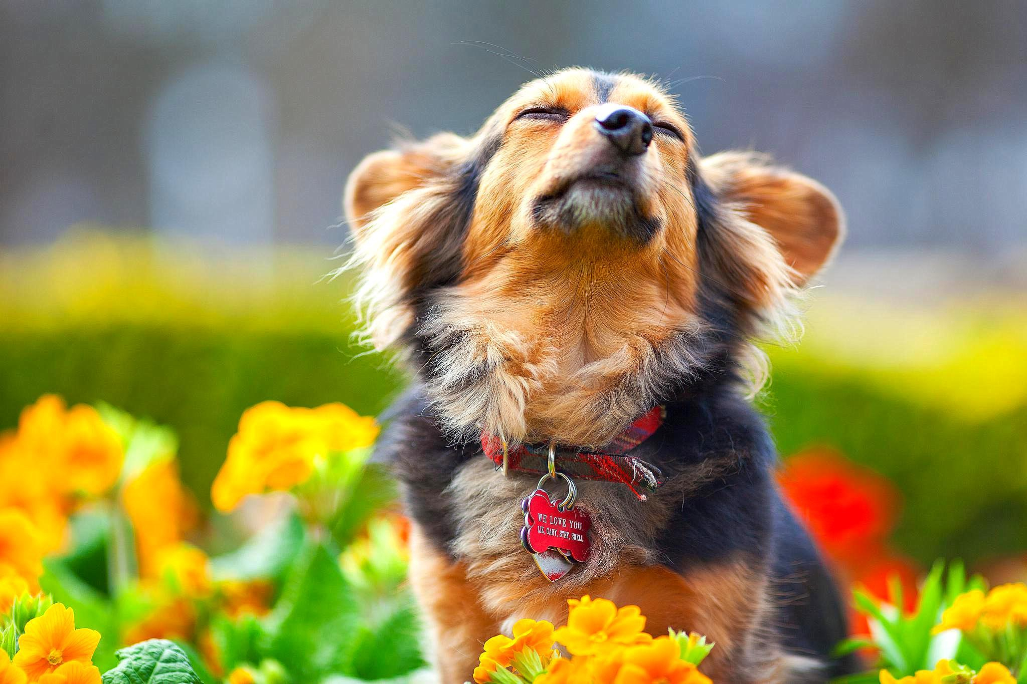 2048x1365 Spring Dog Wallpapers Top Free Spring Dog Backgrounds