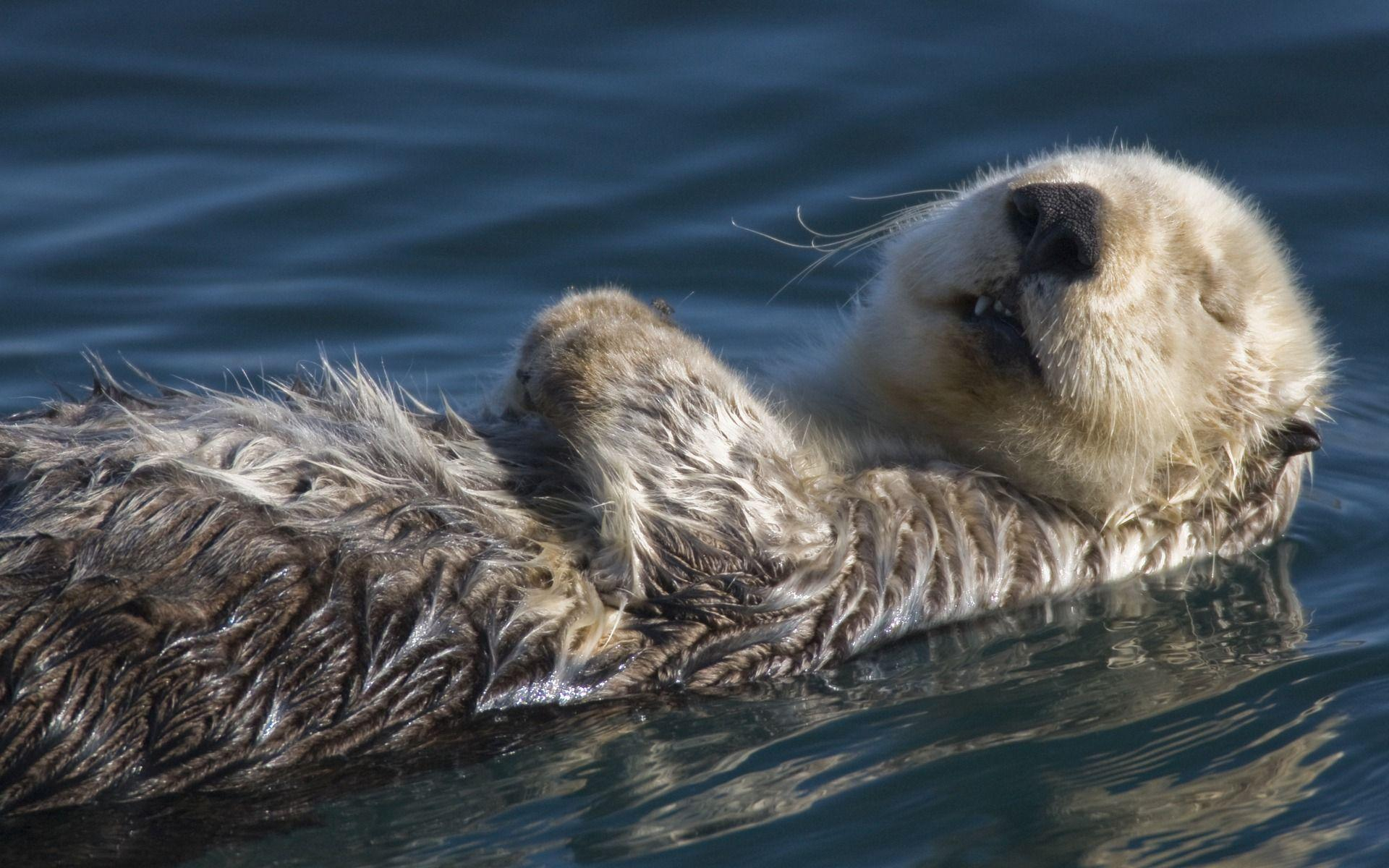 1920x1200 Sea Otter Wallpapers