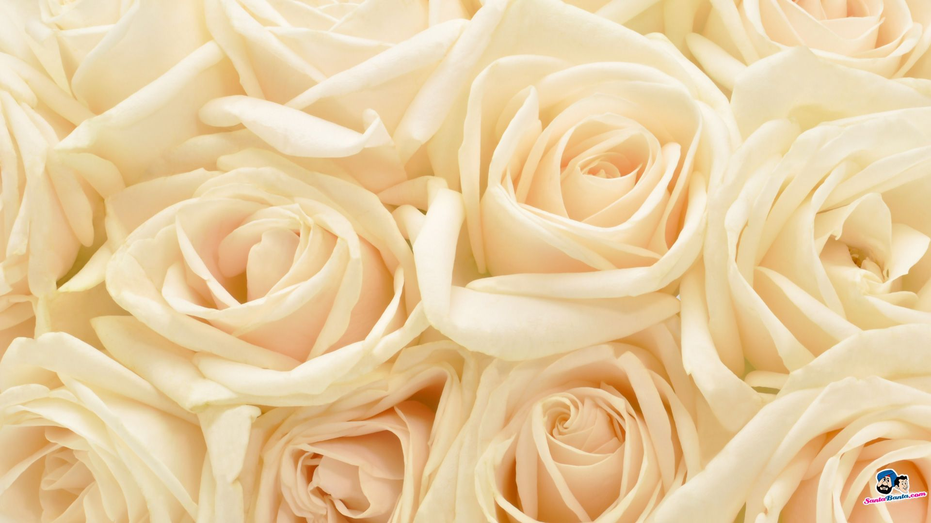1920x1080 White Roses HD Wallpapers