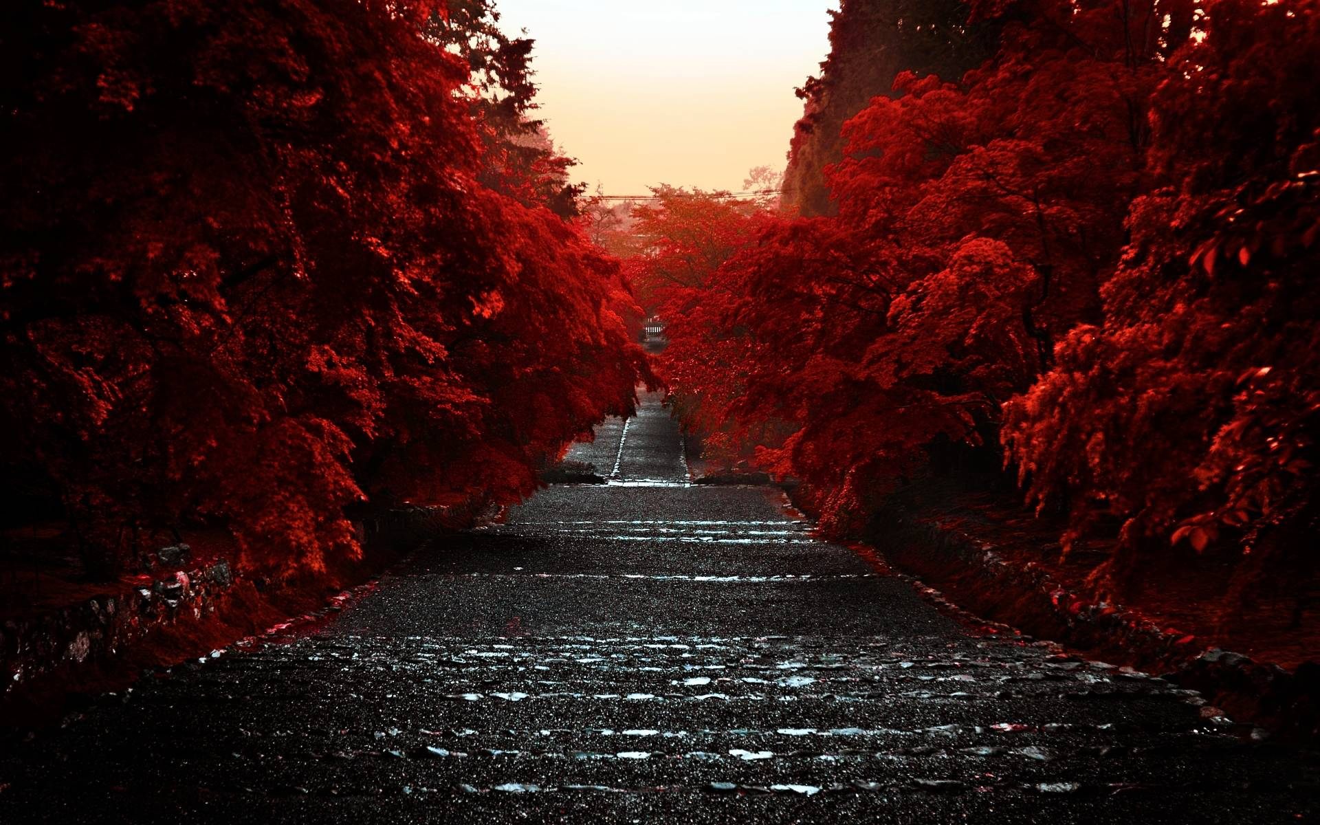 1920x1200 Red Leaves Wallpapers