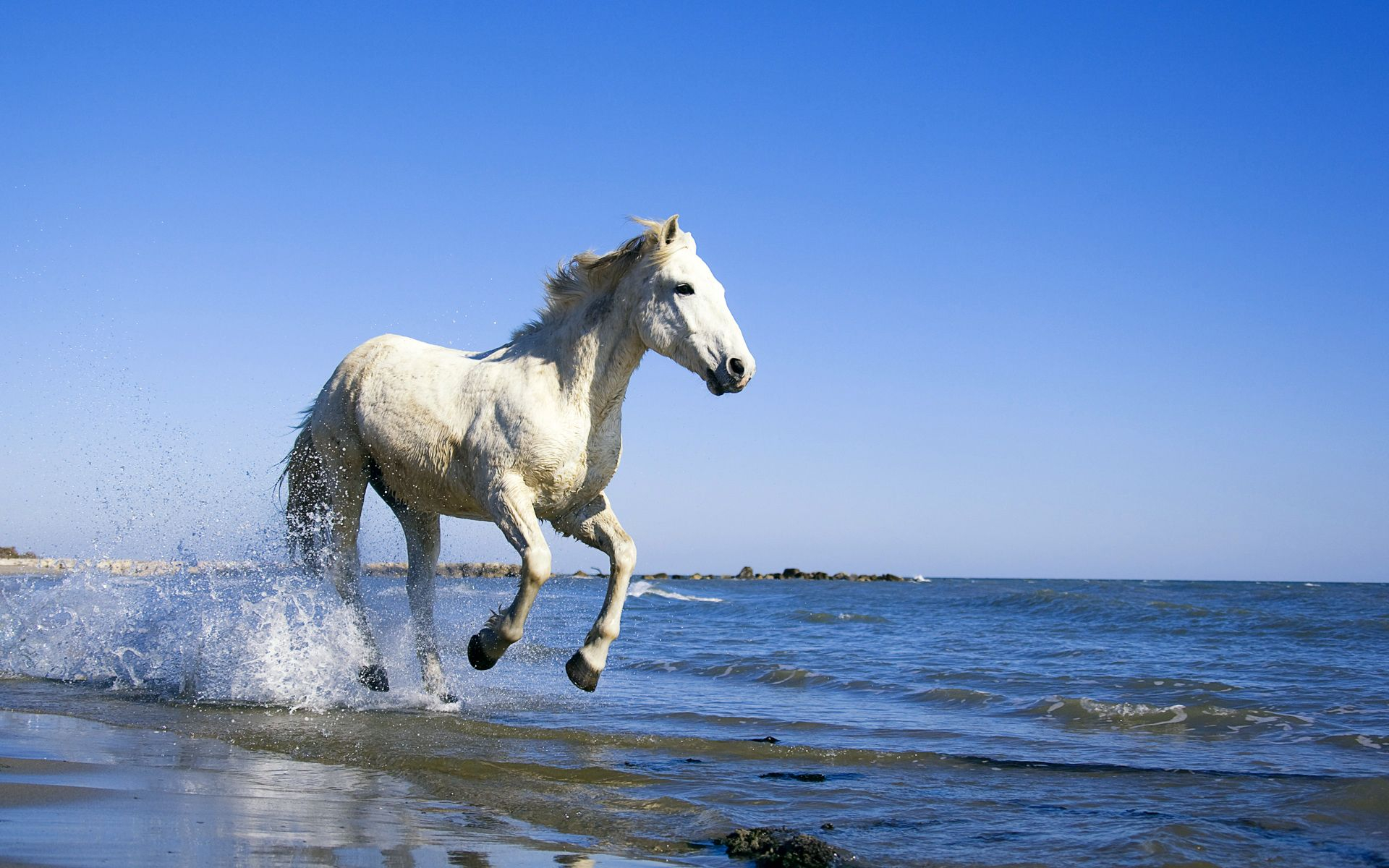 1920x1200 CAMARGUE WHITE HORSE | Fondo de pantalla de caballo, Caballo camargue, Caballos blancos