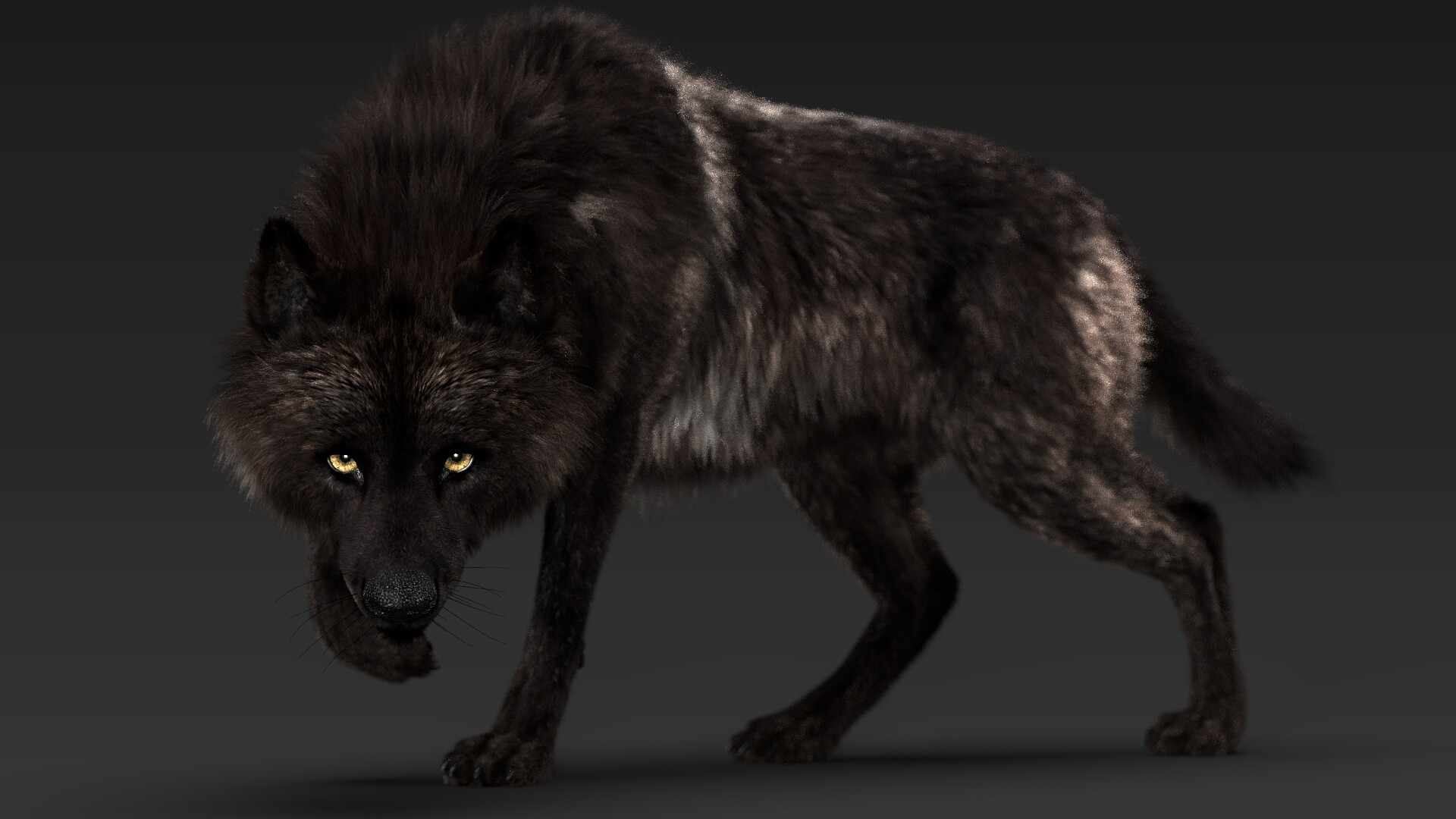 1920x1080 Black Timber Wolf (Fur) Rigged Stynsour