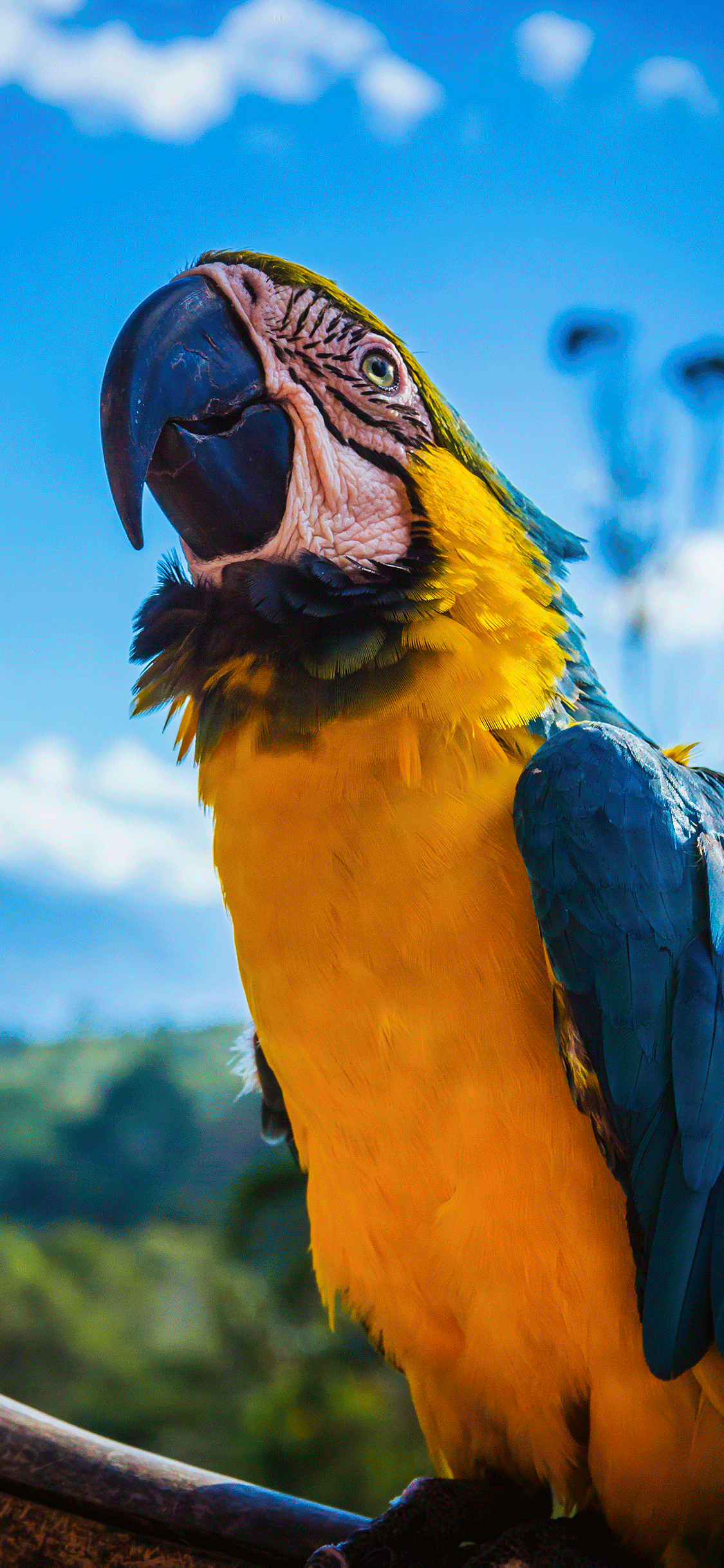 1125x2436 Parrot Wallpaper for iPhone 11, Pro Max, X, 8, 7, 6 Free Download on 3Wallpapers