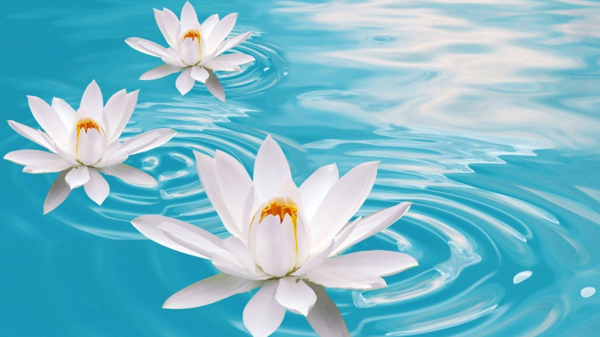 1920x1080 Download Three White Water Lilies Wallpaper