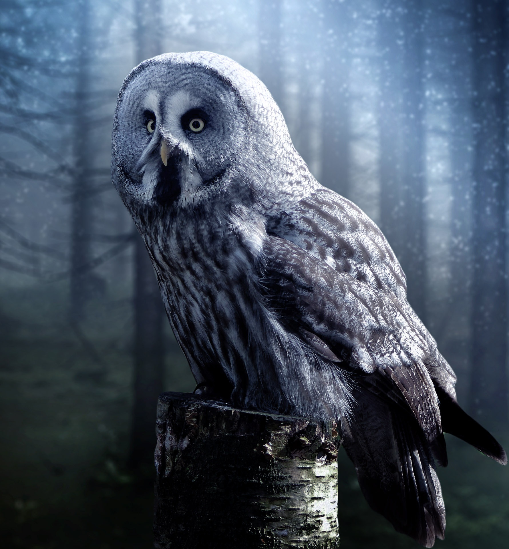 1780x1920 600+ Best Owl Images &Acirc;&middot; 100% Free Download &Acirc;&middot; Pexels Stock Photos