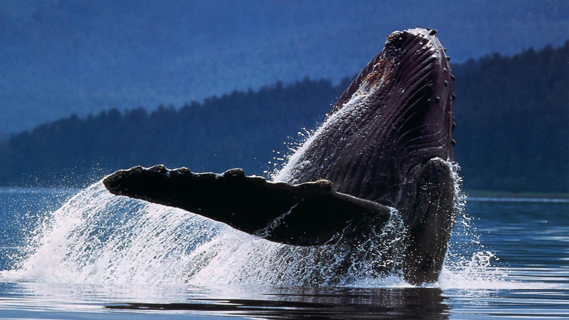 1920x1080 Humpback Whale Wallpapers