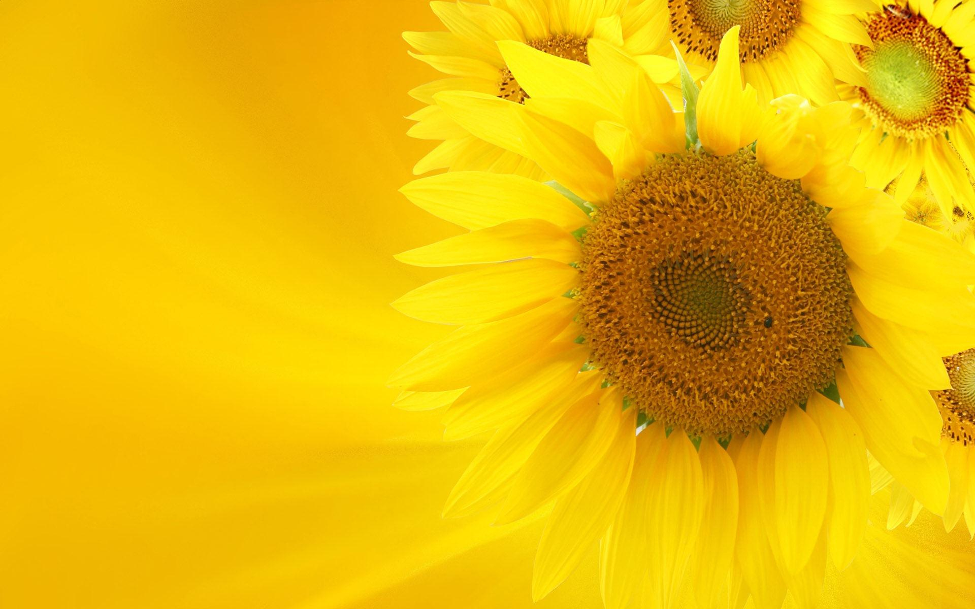 1920x1200 Soft Glow Of Sunflowers wallpaper | nature and landscape | Wallpaper Better