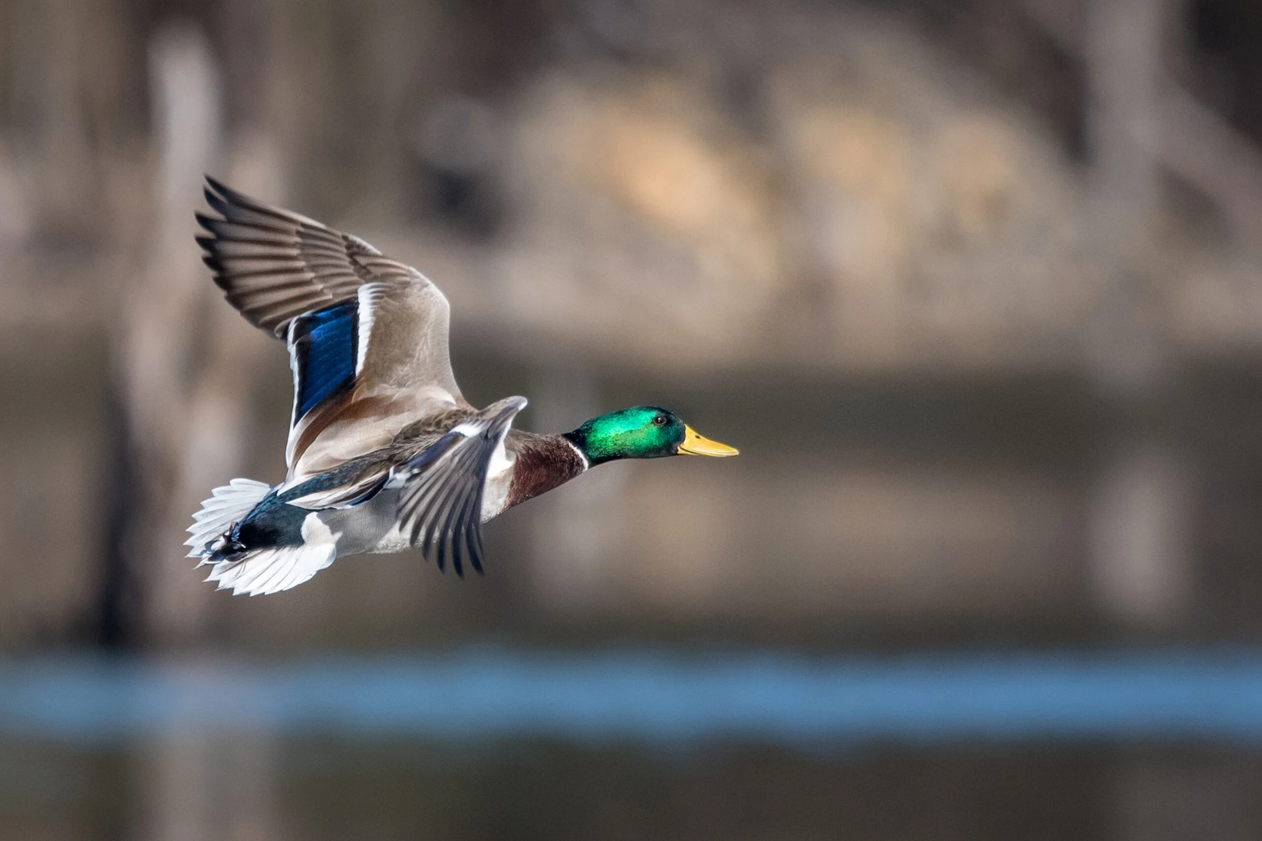 2560x1706 10 tips for dynamic waterfowl photography | Popular Photography
