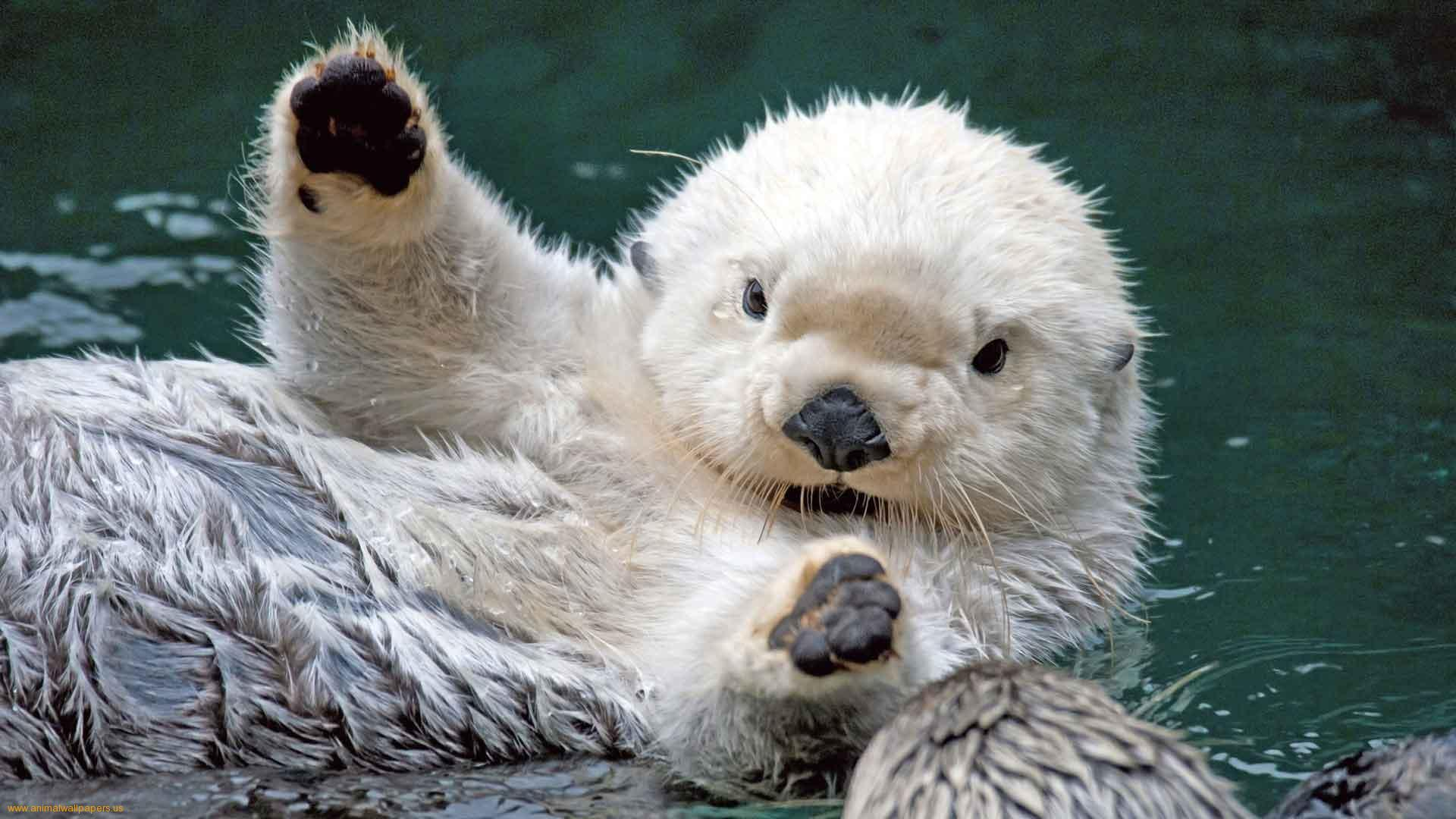 1920x1080 Sea Otter Wallpapers Top Free Sea Otter Backgrounds