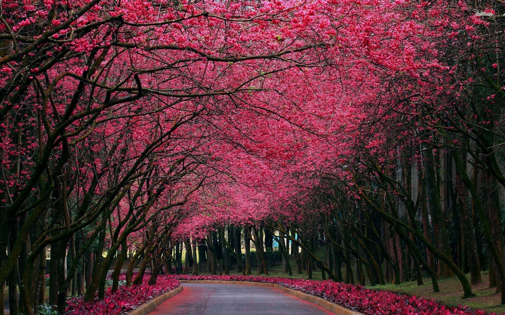 1920x1200 Pink Trees Wallpapers Top Free Pink Trees Backgrounds