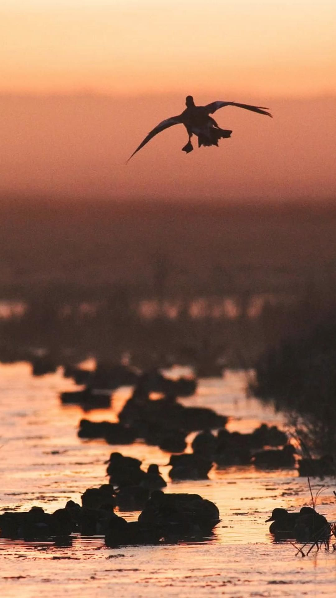 1080x1920 Backgrounds | Waterfowl hunting, Duck hunting, Hunting wallpaper