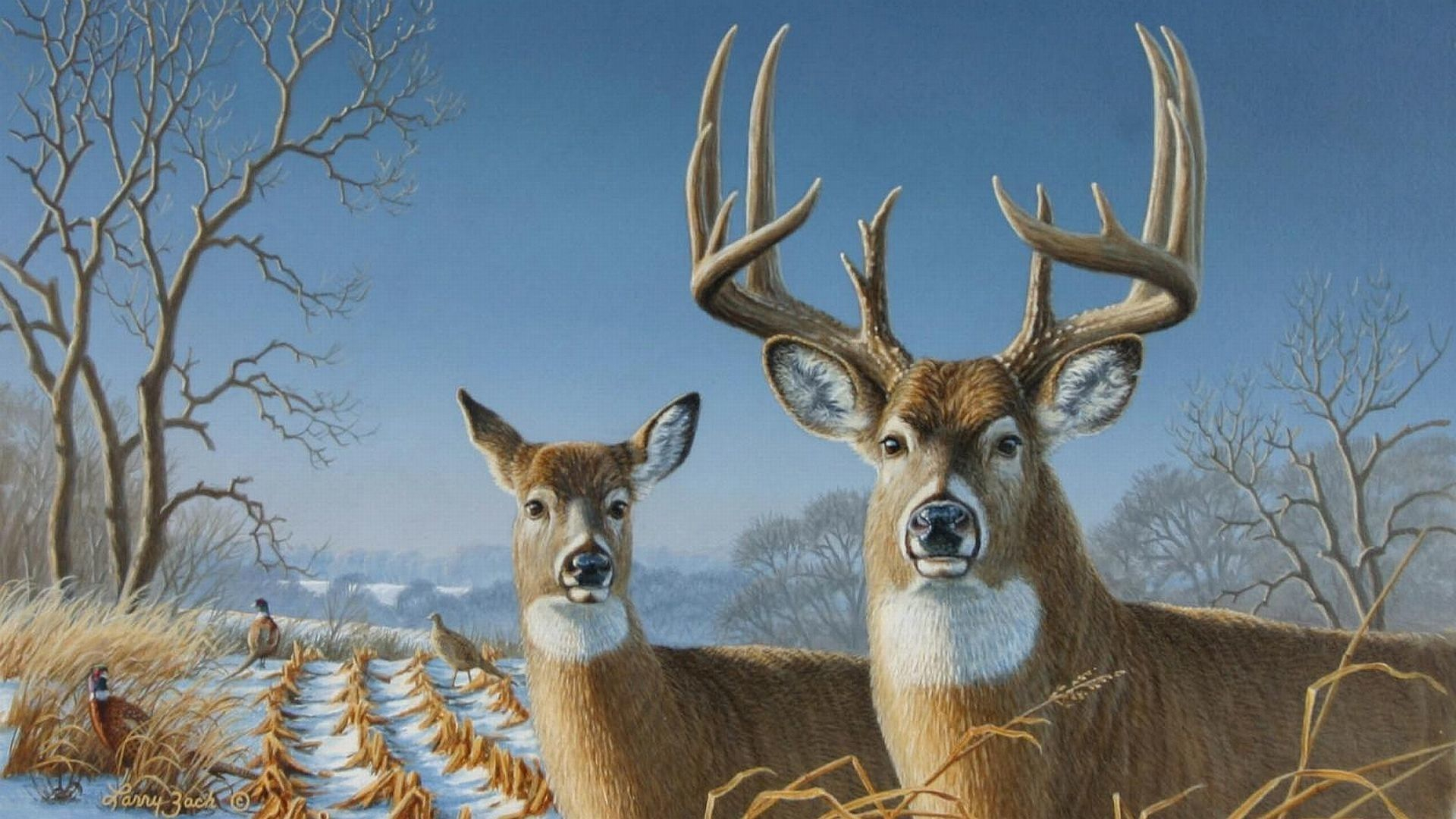 1920x1080 Image result for whitetail deer buck and doe | Whitetail deer pictures, Deer wallpaper, Whitetail deer