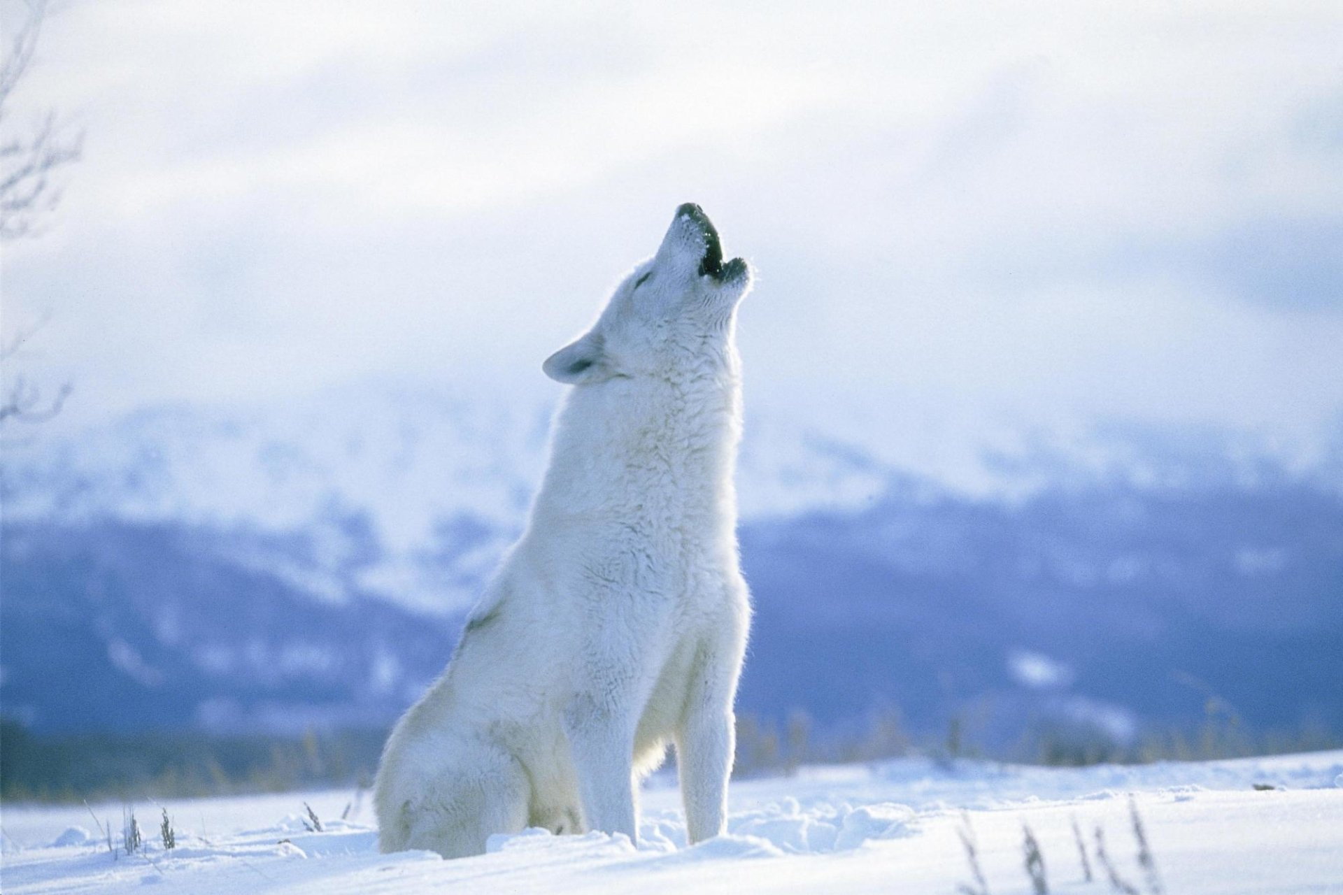 1920x1280 20+ Arctic Wolf HD Wallpapers and Backgrounds
