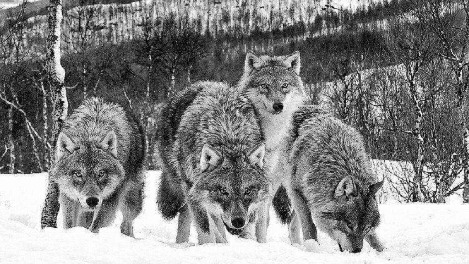 1920x1080 Wolf Pack Wallpapers Top Free Wolf Pack Backgrounds