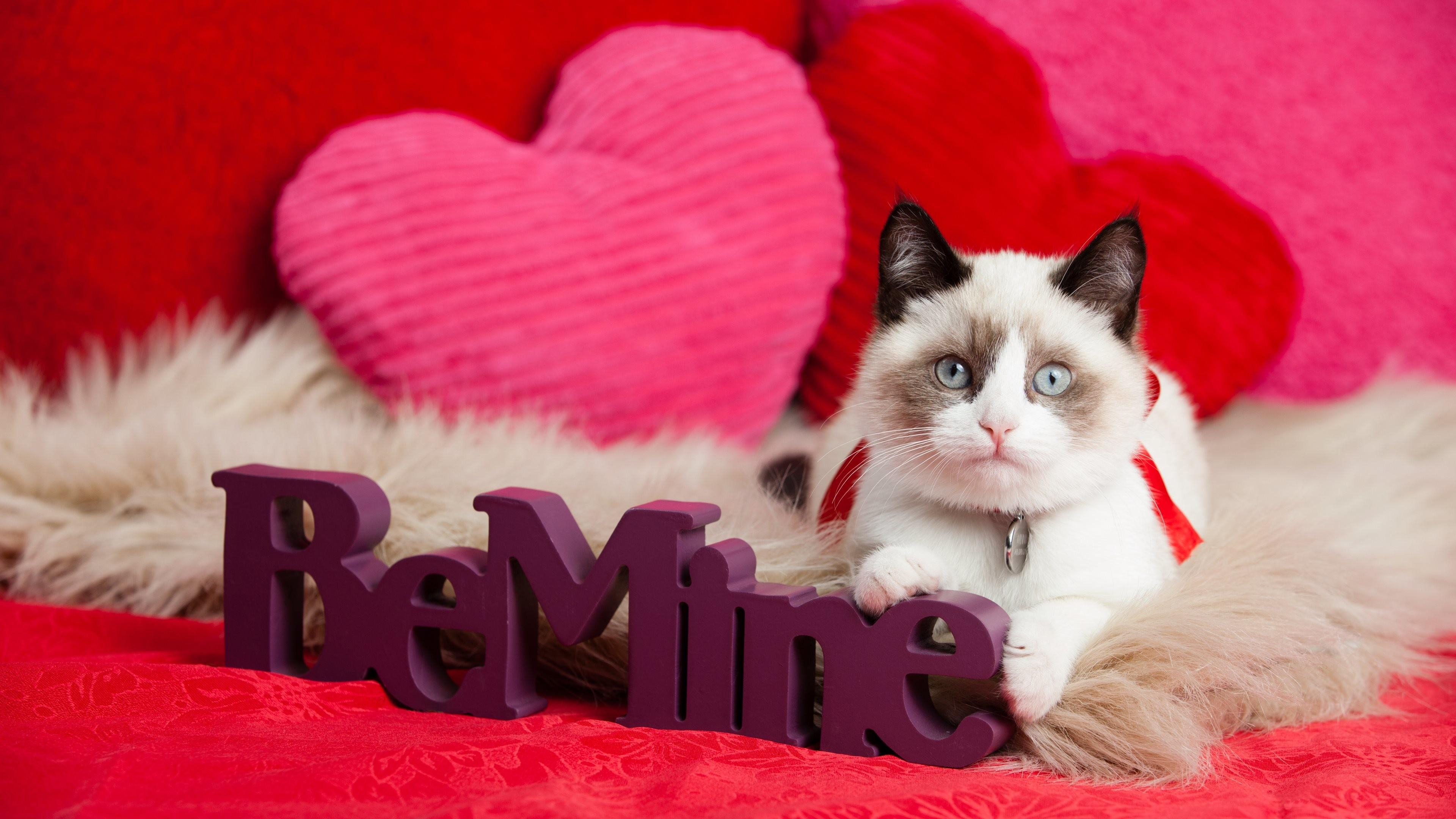 3840x2160 Kittens Valentines Wallpapers