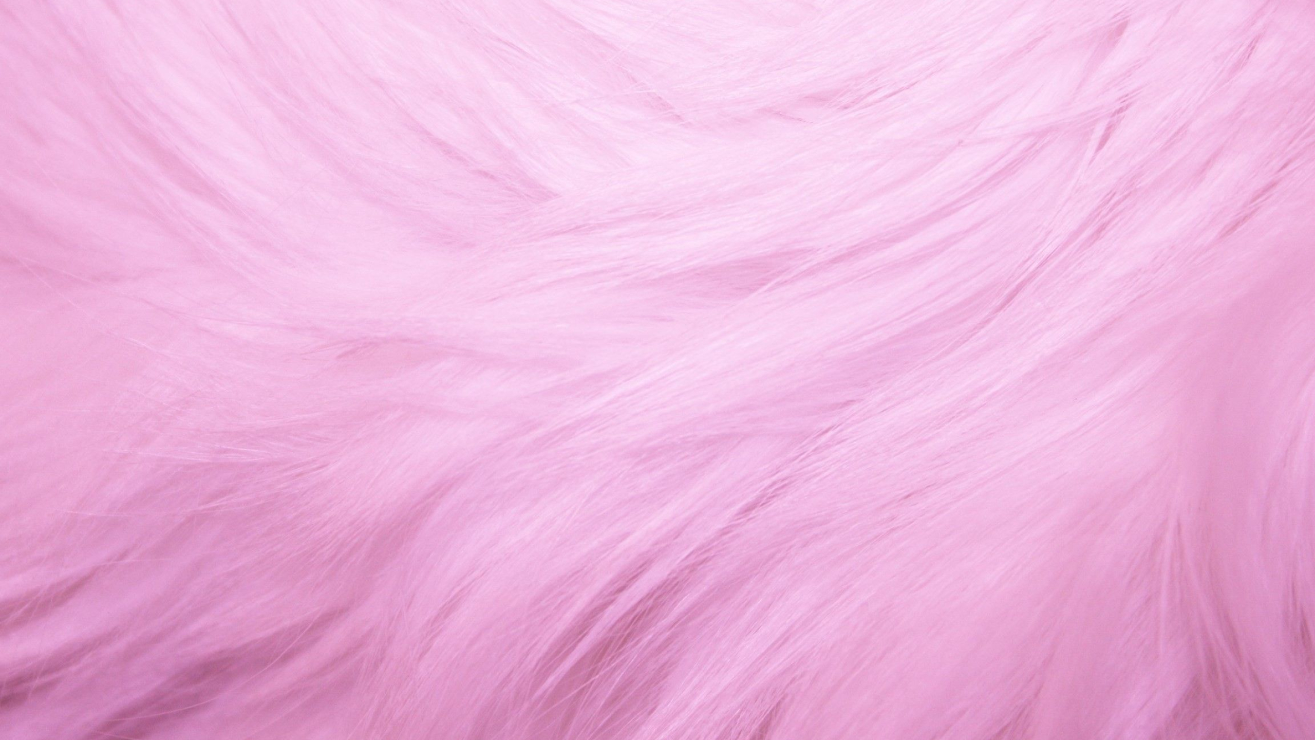 2560x1440 Fur Wallpapers Top Free Fur Backgrounds