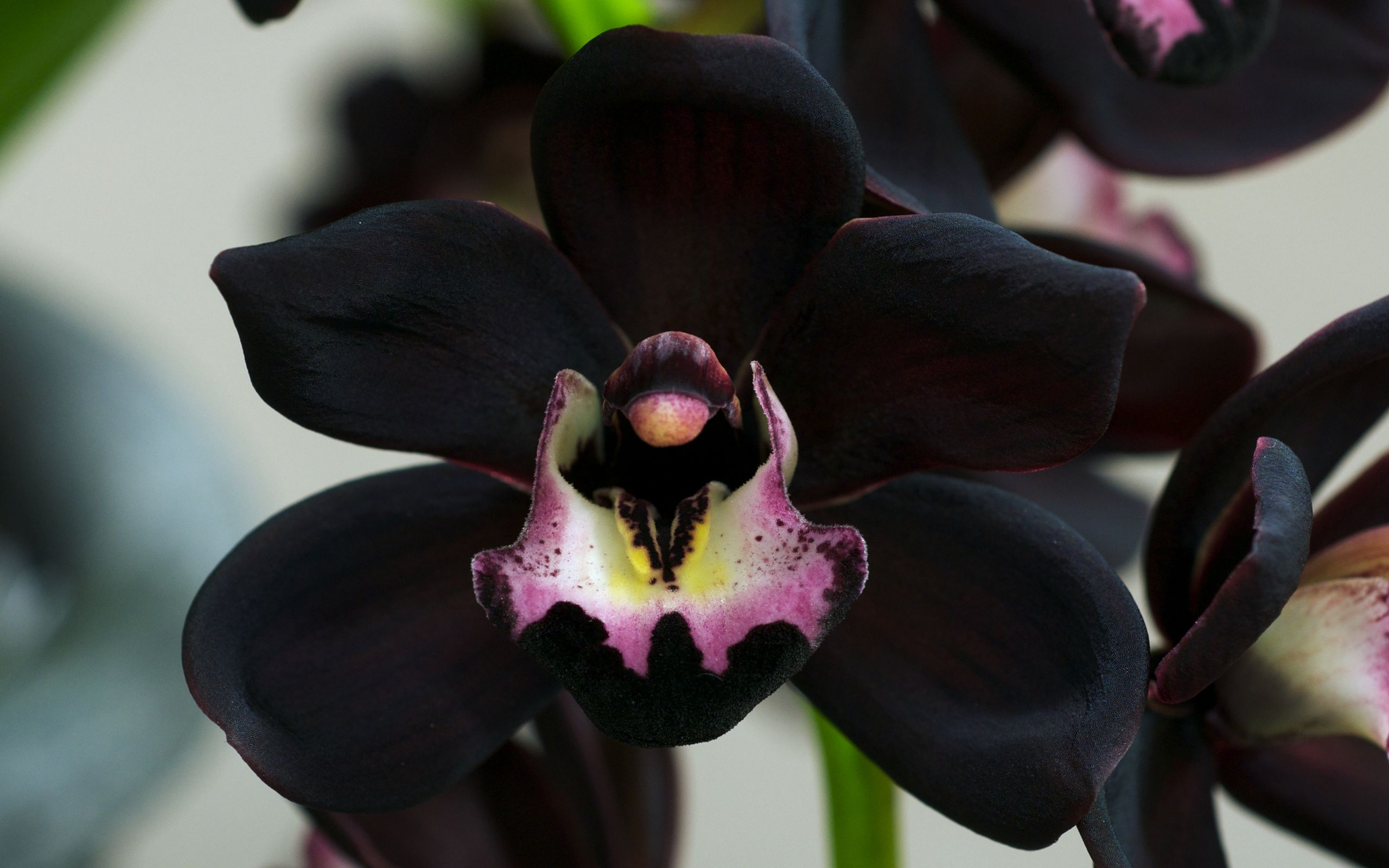 2560x1600 Black Orchid Wallpapers