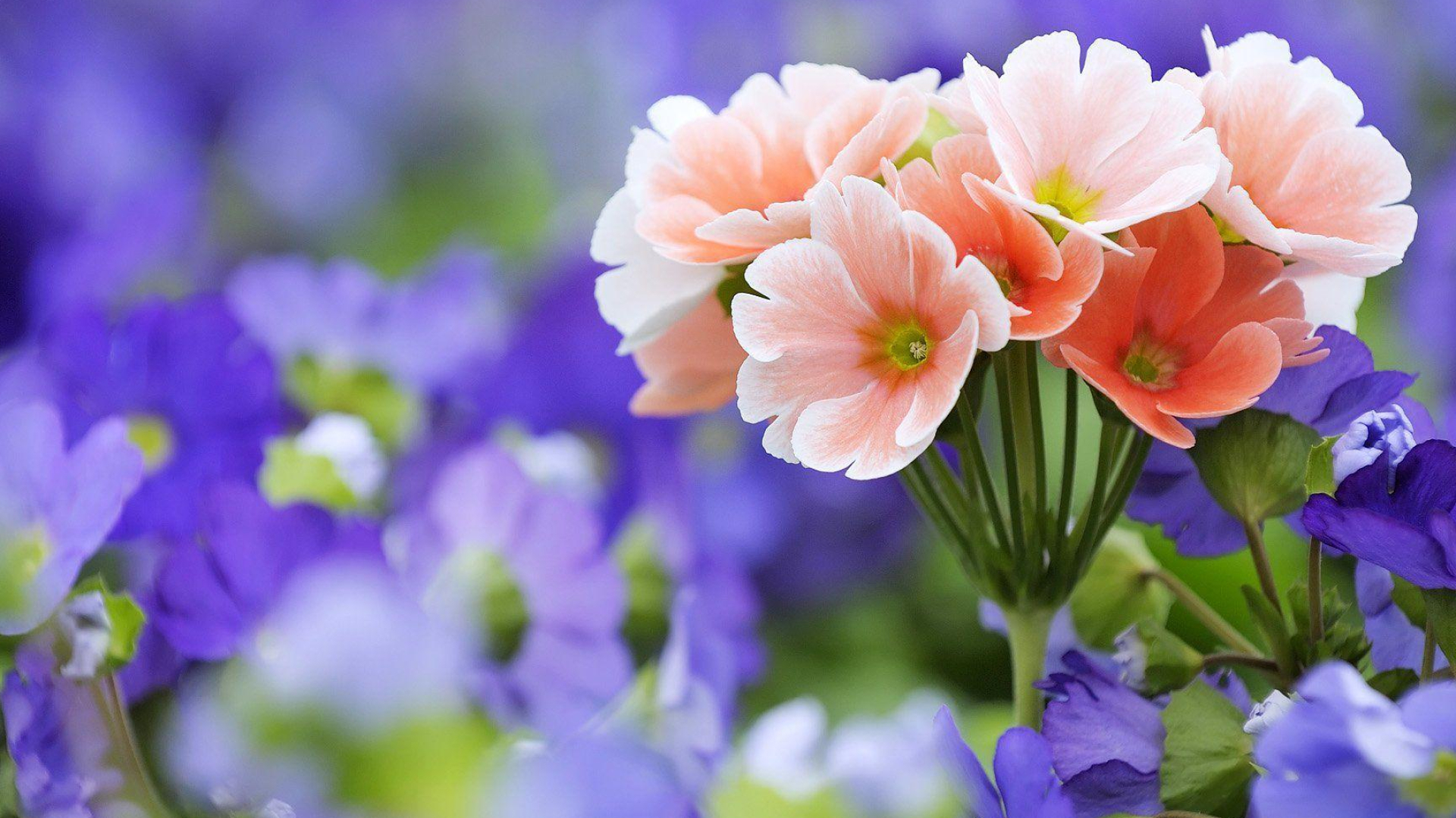 1920x1080 Pretty Flowers Wallpapers Top Free Pretty Flowers Backgrounds