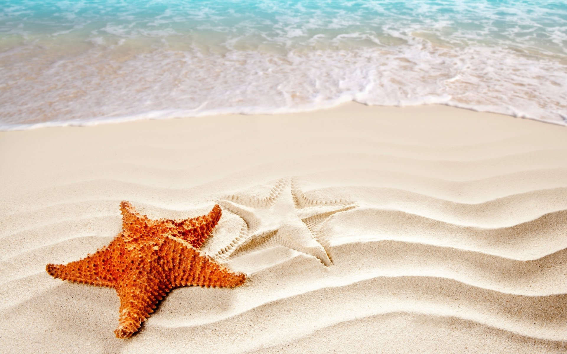 1920x1200 110+ Starfish HD Wallpapers and Backgrounds