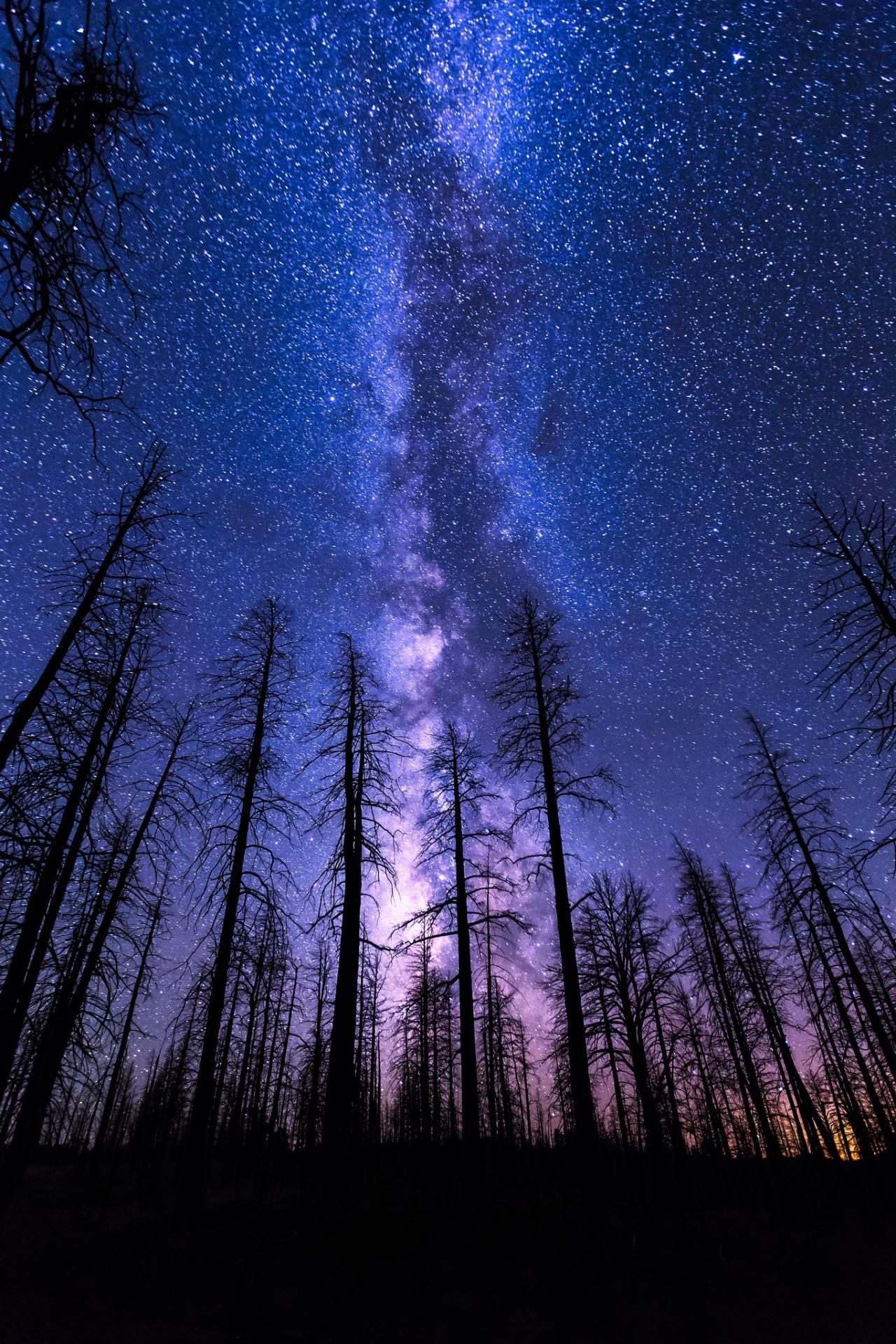 1280x1920 Mobile HD Wallpapers | NIGHT SKY START FOREST MILKYWAY VIOLET ... | Galaxy wallpaper, Foto langit malam, Langit malam
