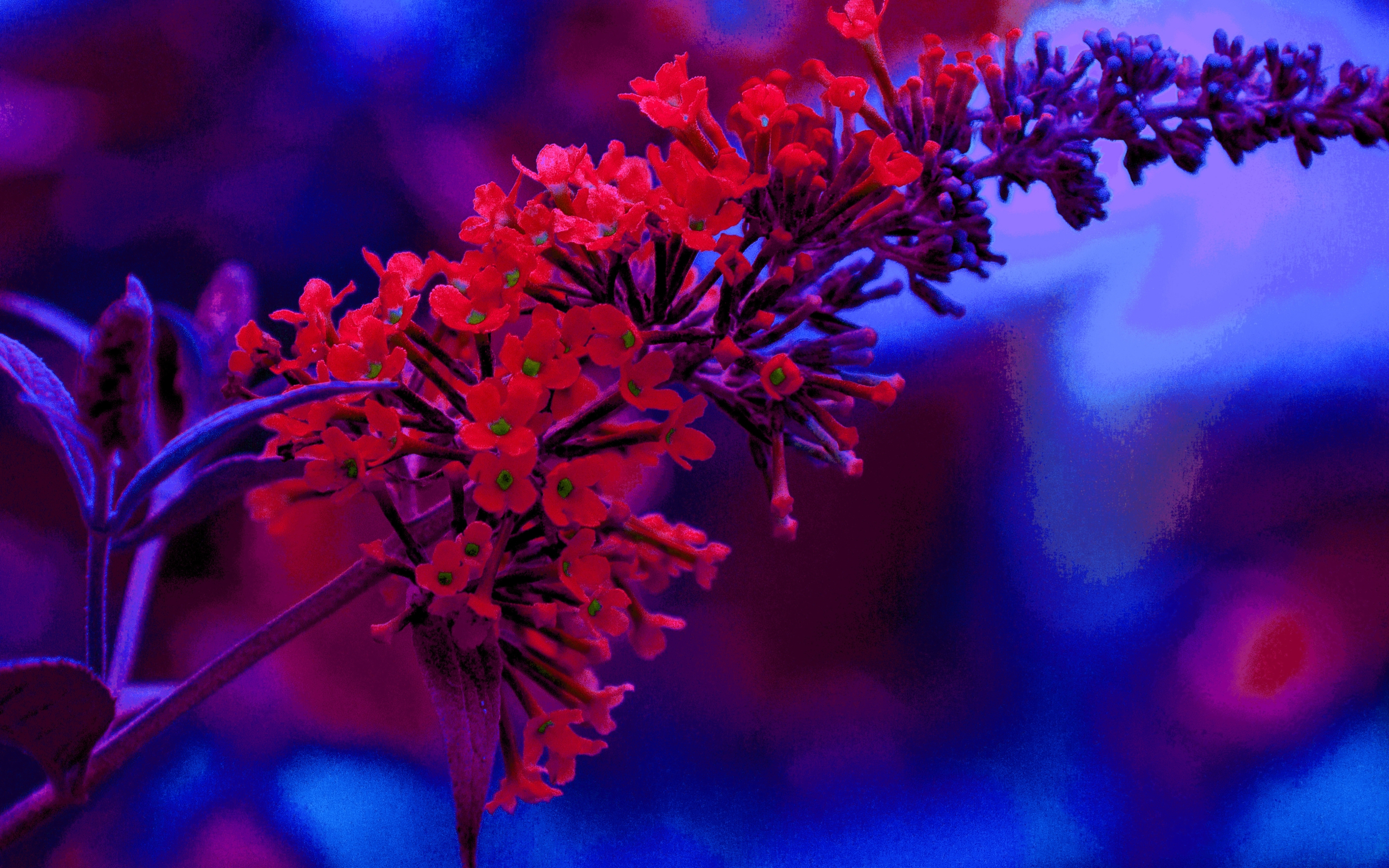 2880x1800 Some red flowers MacBook Air Wallpaper Download
