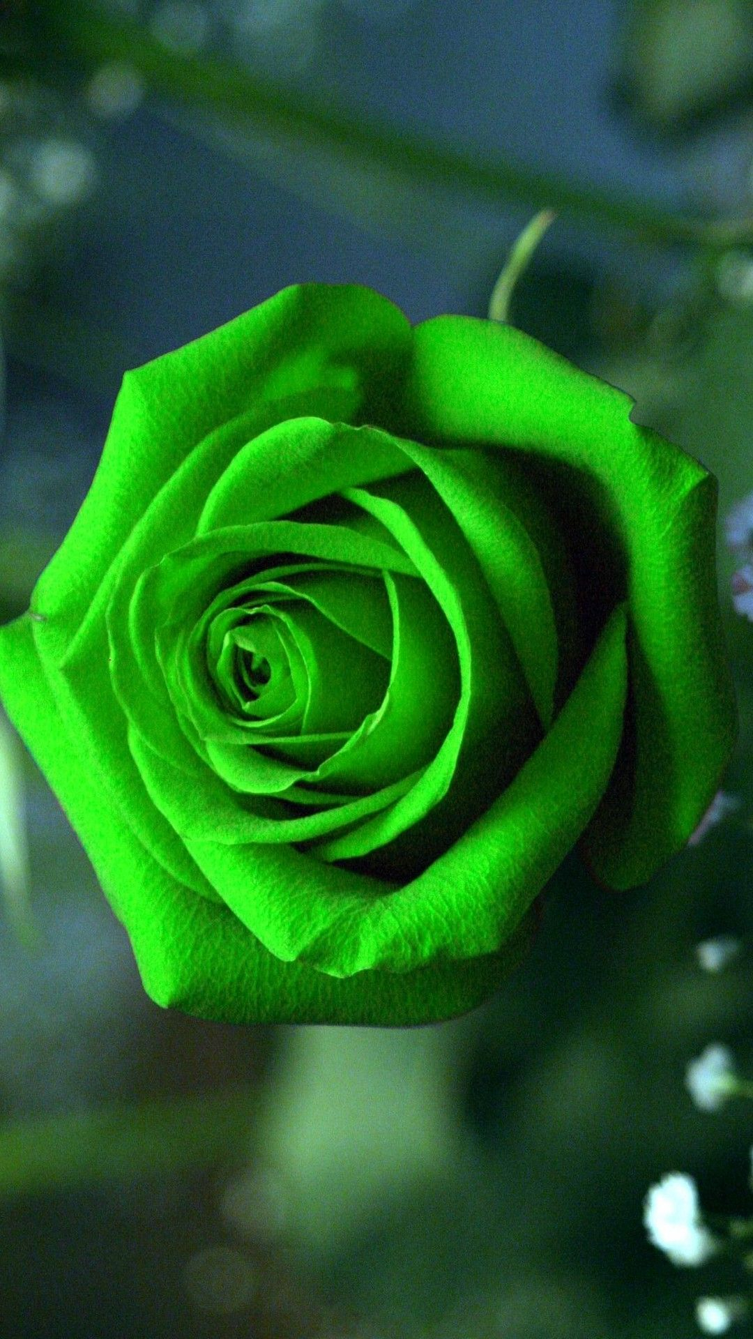 1080x1920 Green Rose Mobile Wallpaper | Best HD Wallpapers | Beautiful flowers wallpapers, Green rose, Beautiful roses