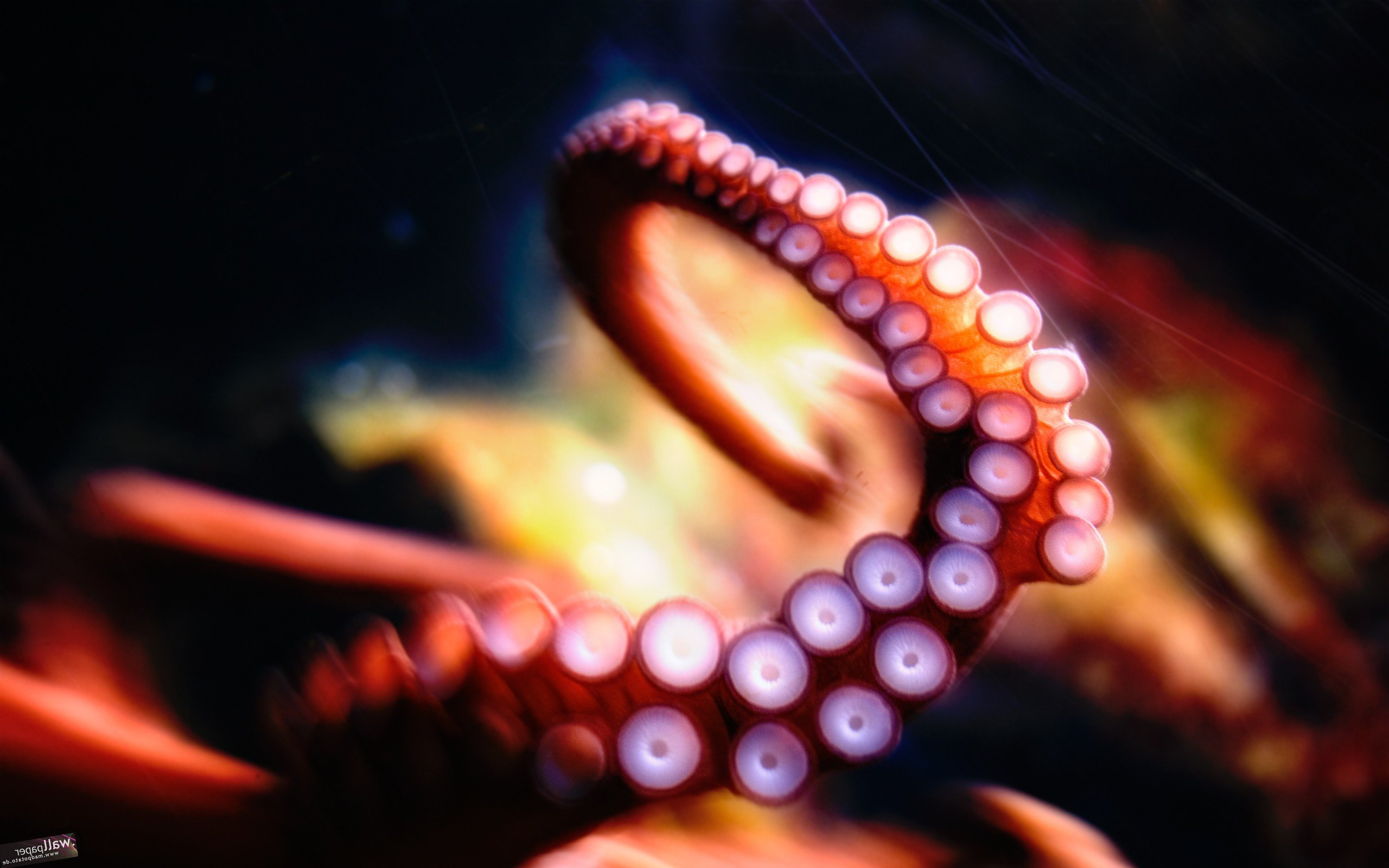 2560x1600 Octopus, HD Creative, 4k Wallpapers, Images, Backgrounds, Photos and Pictures