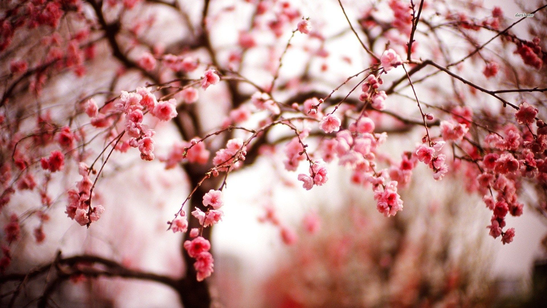 1920x1080 cherry blossom free desktop wallpaper | Cherry blossom wallpaper, Spring flowers wallpaper, Blossom trees
