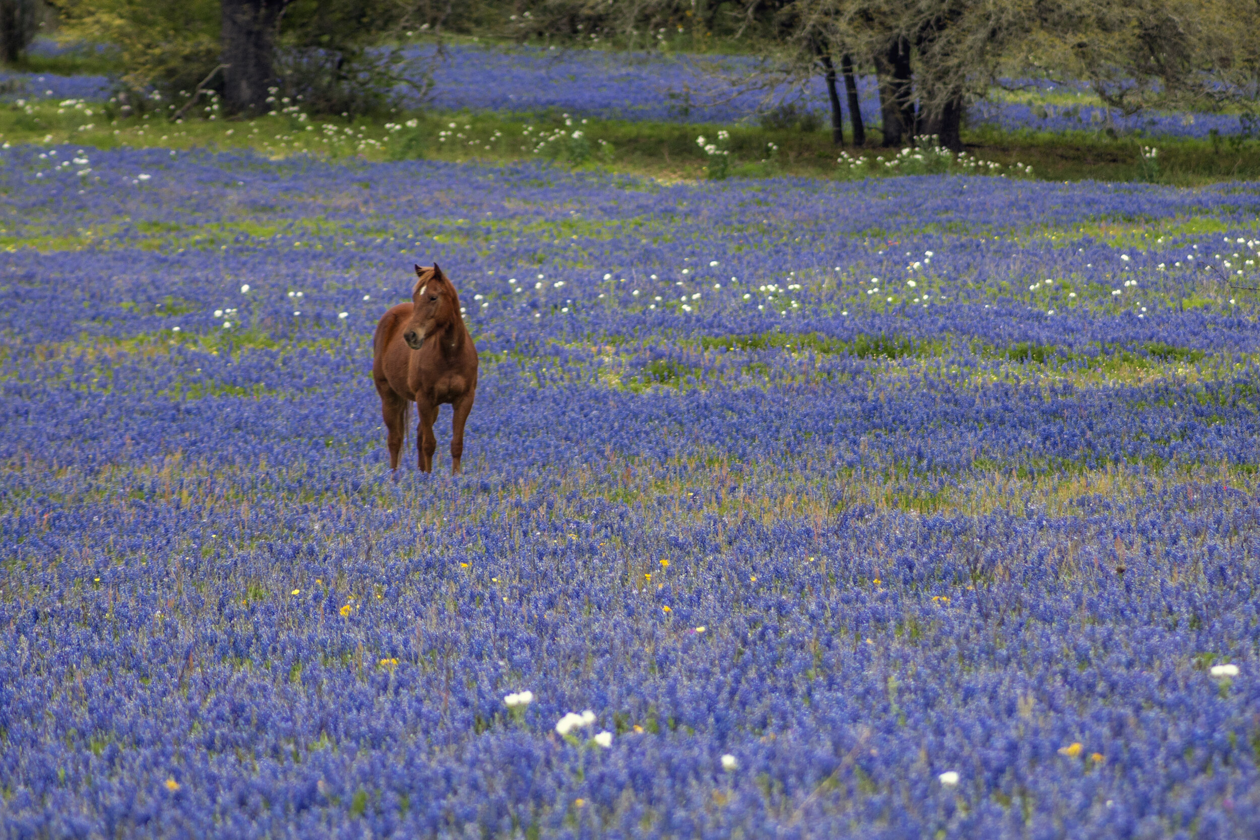 2500x1667 Where to Find the Best Bluebonnets in 2020 &acirc;&#128;&#148; Jason Weingart Photography