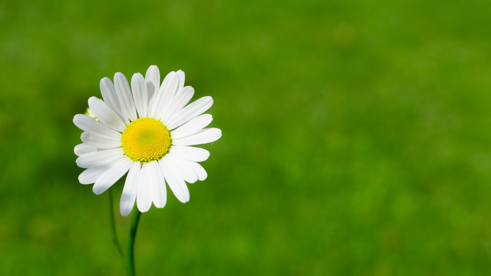 1920x1080 Desktop Wallpaper Daisy, Flowers, White Flowers, Spring, 4k, Hd Image, Picture, Background, E28a1f