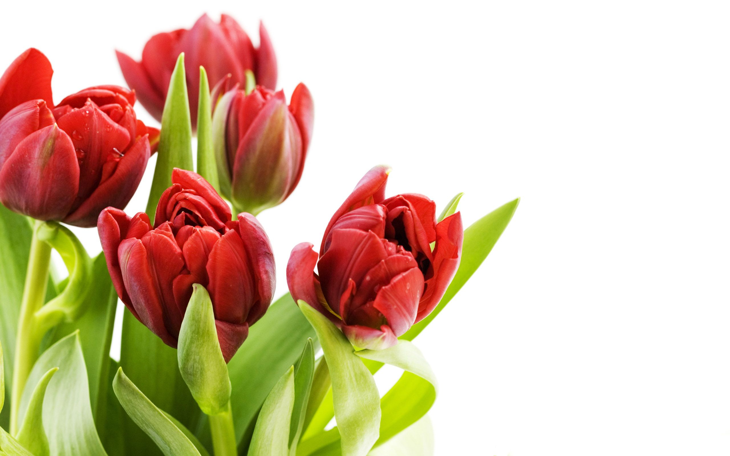 2560x1600 Red Tulips, Wallpaper | Beautiful flowers, Flowers, Beautiful flowers wallpapers