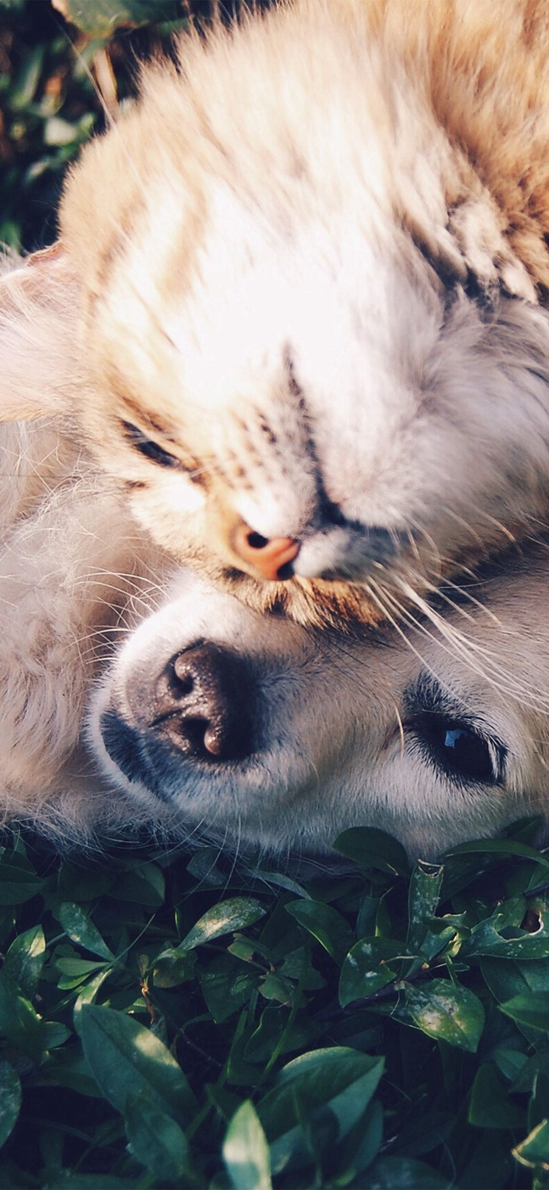 1125x2436 Cat And Dog Animal Love Nature Pure #iPhone #X #wallpaper | Cat training, Cats, Pets cats