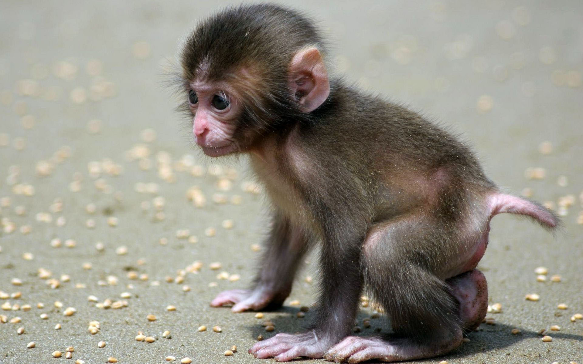 1920x1200 Cute Baby Monkey Wallpapers Top Free Cute Baby Monkey Backgrounds